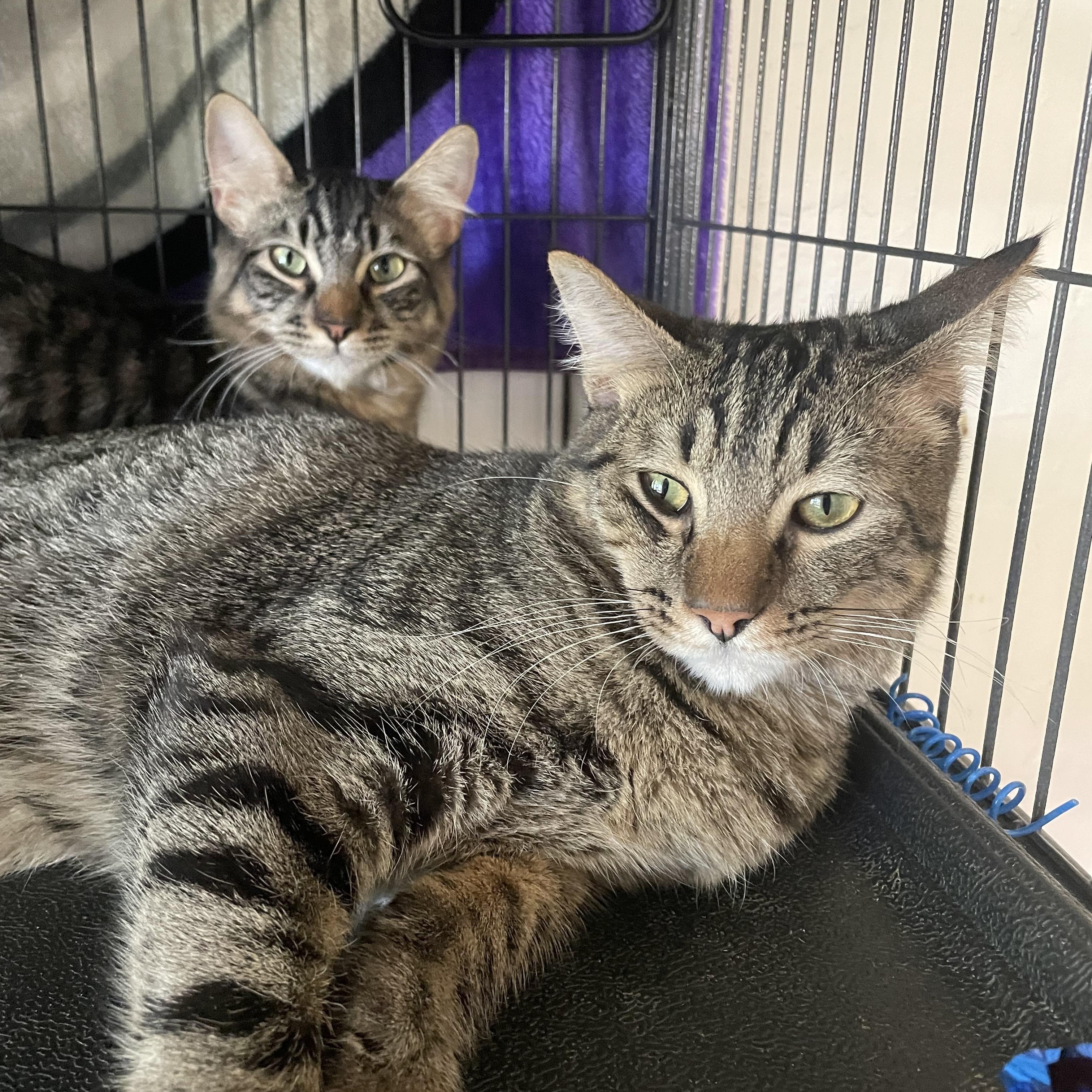 Enlarge Prancer and Rudolph, a ADOPTABLE mixed breed in Sacramento, CA image 2/4