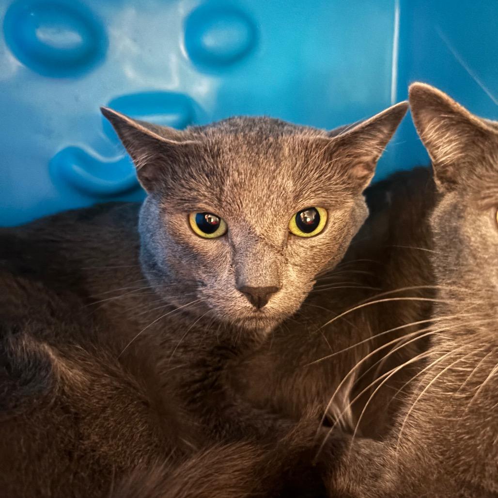 Enlarge Charming, a Adoptable Domestic Short Hair in Waukesha, WI image 1/1