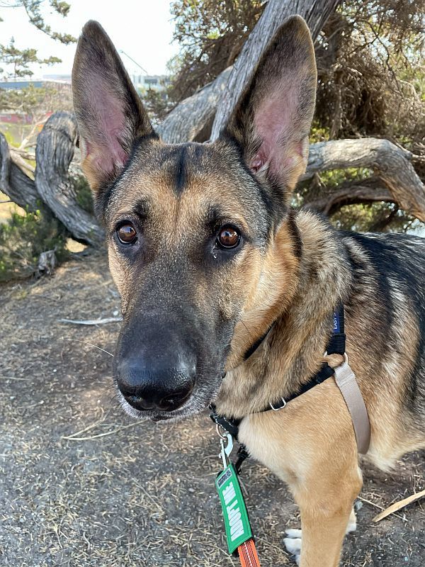 Enlarge Newt, a Adopted mixed breed in Berkeley, CA image 1/5