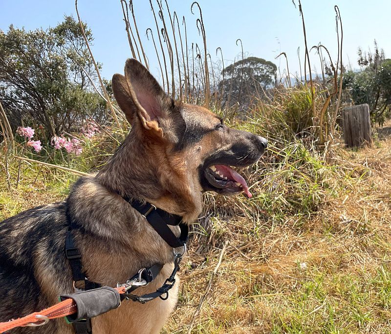 Enlarge Newt, a Adopted mixed breed in Berkeley, CA image 2/5