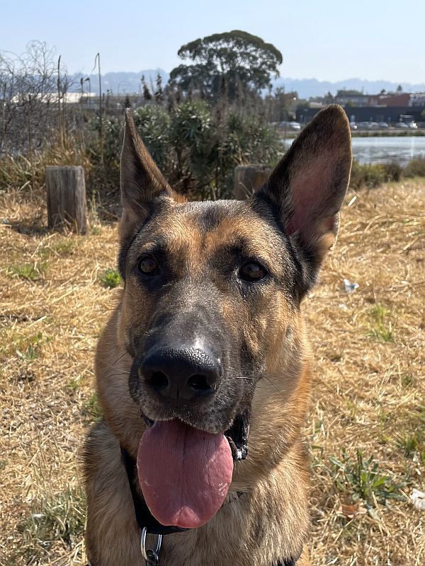 Enlarge Newt, a Adopted mixed breed in Berkeley, CA image 3/5