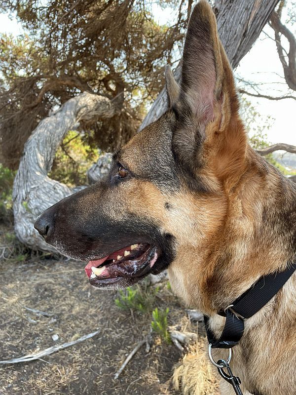 Enlarge Newt, a Adopted mixed breed in Berkeley, CA image 4/5