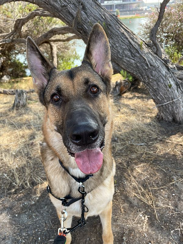 Enlarge Newt, a Adopted mixed breed in Berkeley, CA image 5/5