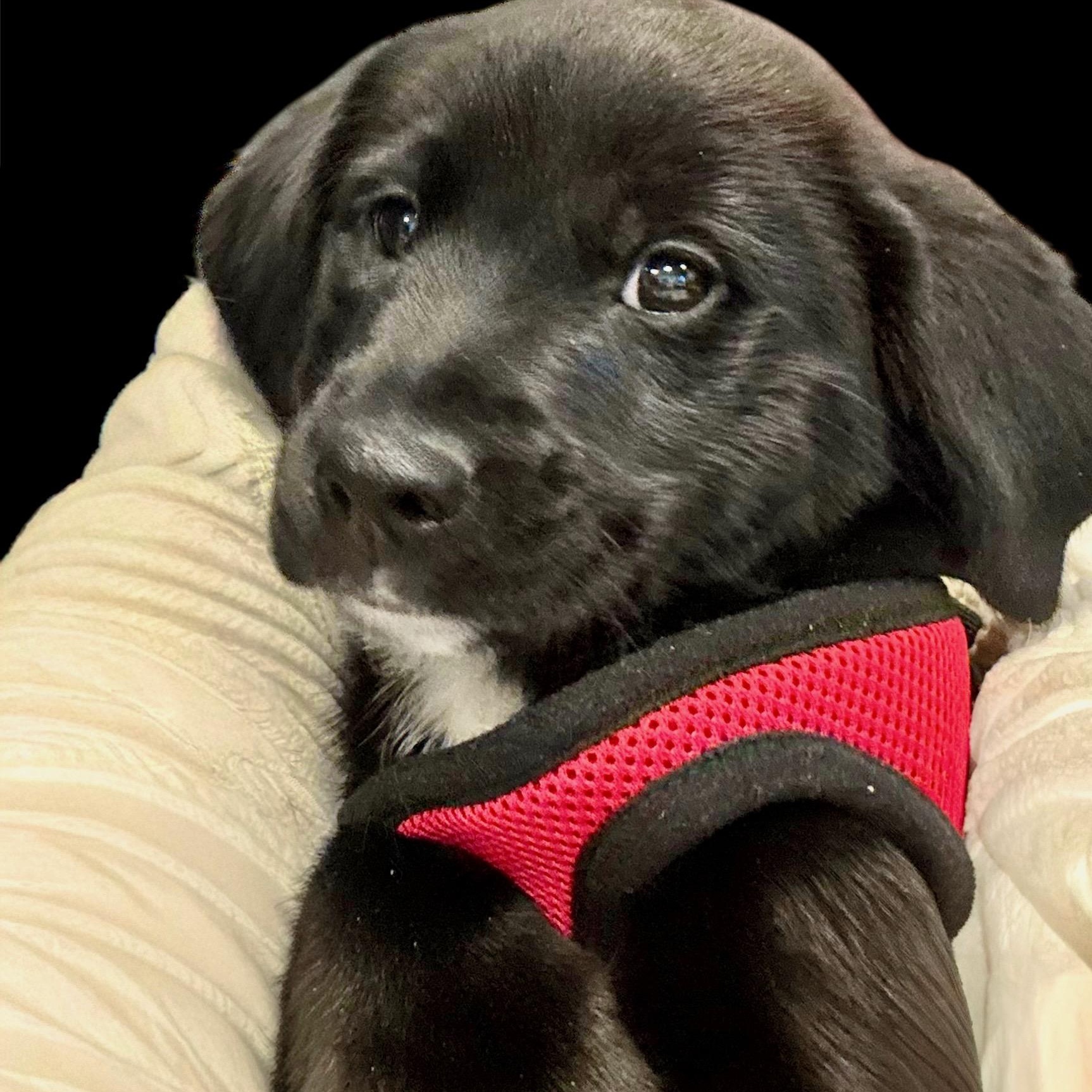 Enlarge Penny, a ADOPTABLE mixed breed in Henderson, KY image 2/2