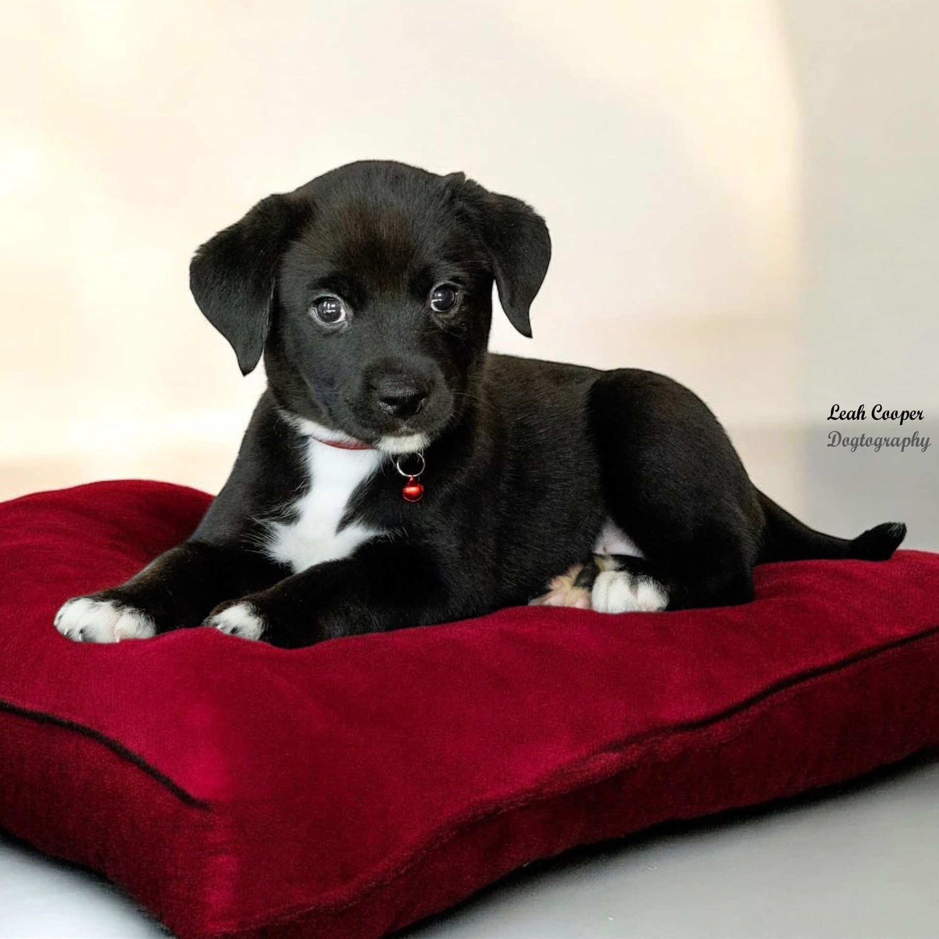 Penny, ADOPTABLE, Puppy Female Labrador Retriever.