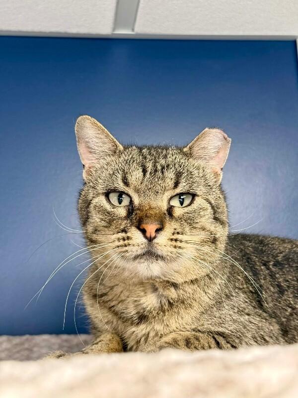 Elton, a Adoptable Domestic Short Hair in Belton, MO image 1/3