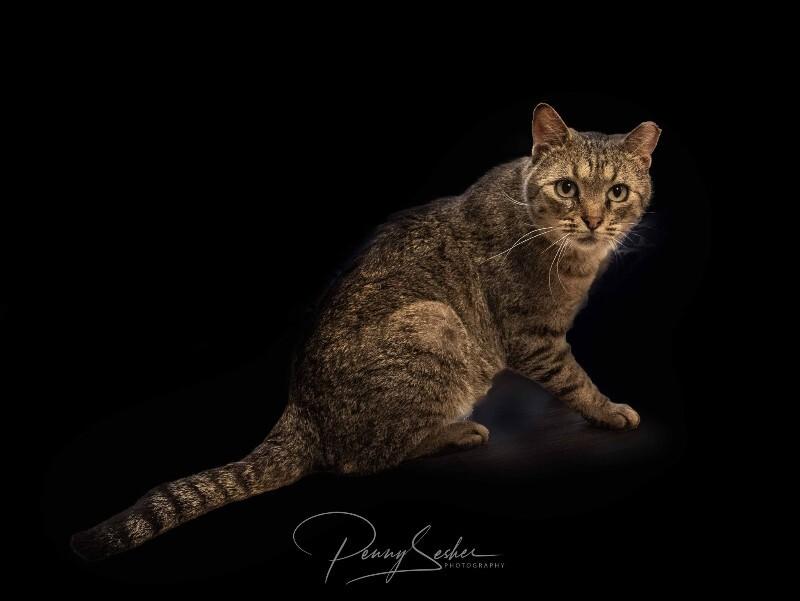 Elton, a Adoptable Domestic Short Hair in Belton, MO image 2/3