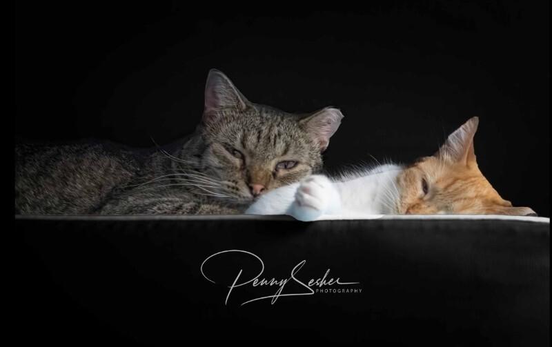 Elton, a Adoptable Domestic Short Hair in Belton, MO image 3/4