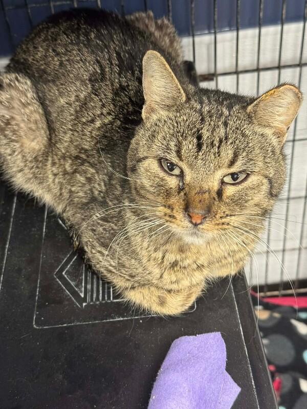 Elton, a Adoptable Domestic Short Hair in Belton, MO image 3/3