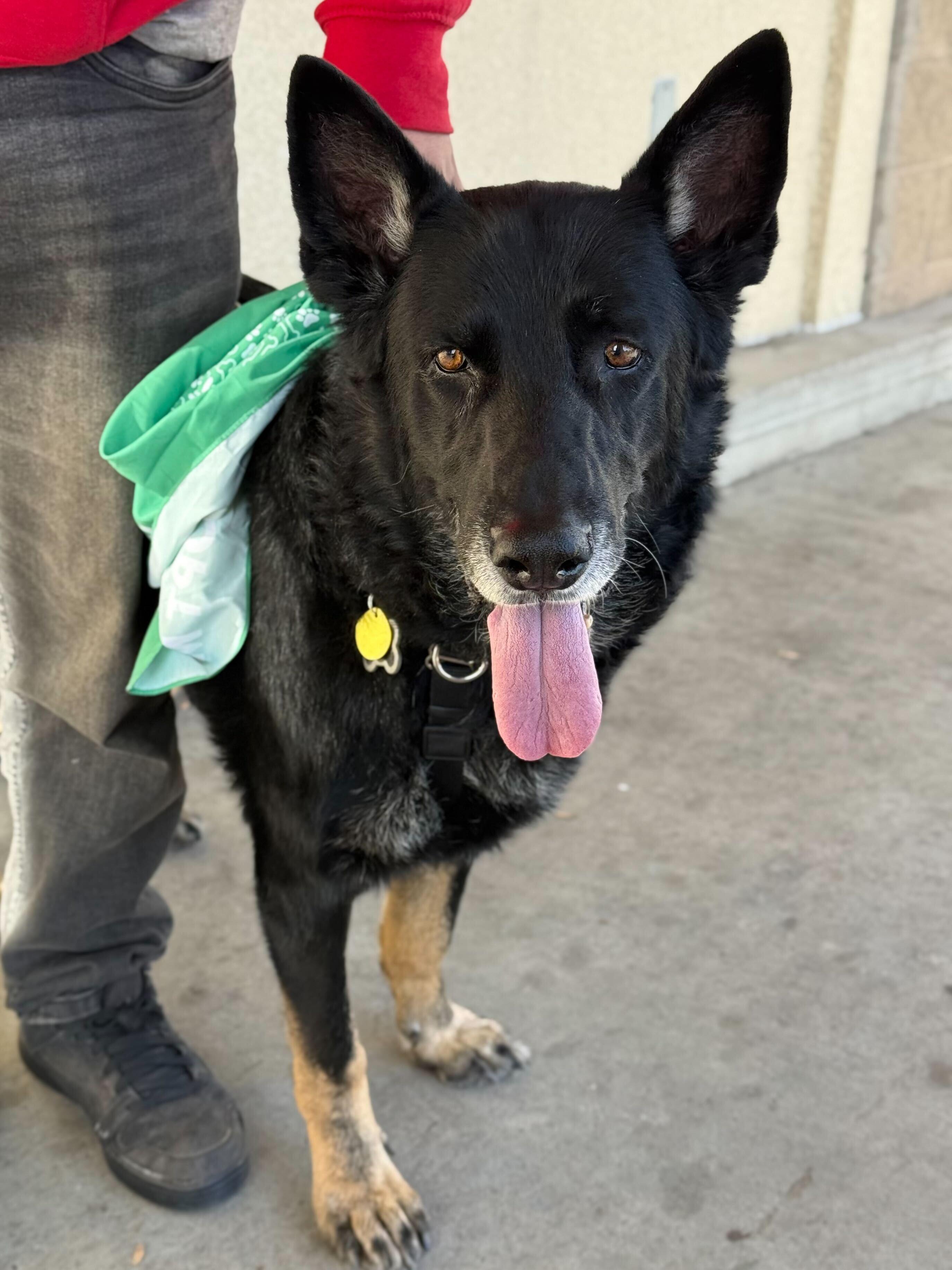 Obie (REDUCED FEE), Adoptable, Senior Male Dutch Shepherd & German Shepherd Dog.