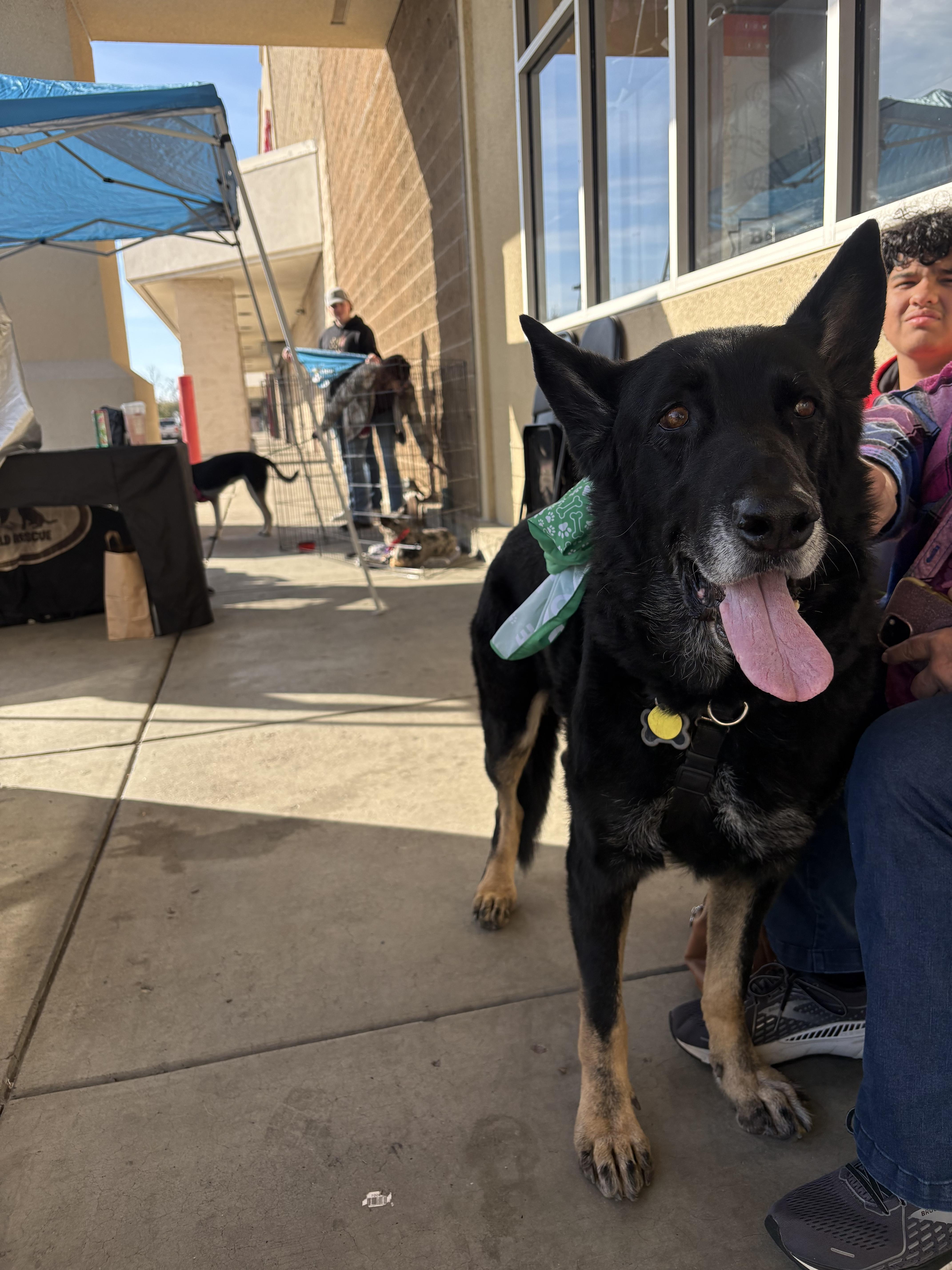 Enlarge Obie (REDUCED FEE), a Adoptable mixed breed in Tracy, CA image 1/6