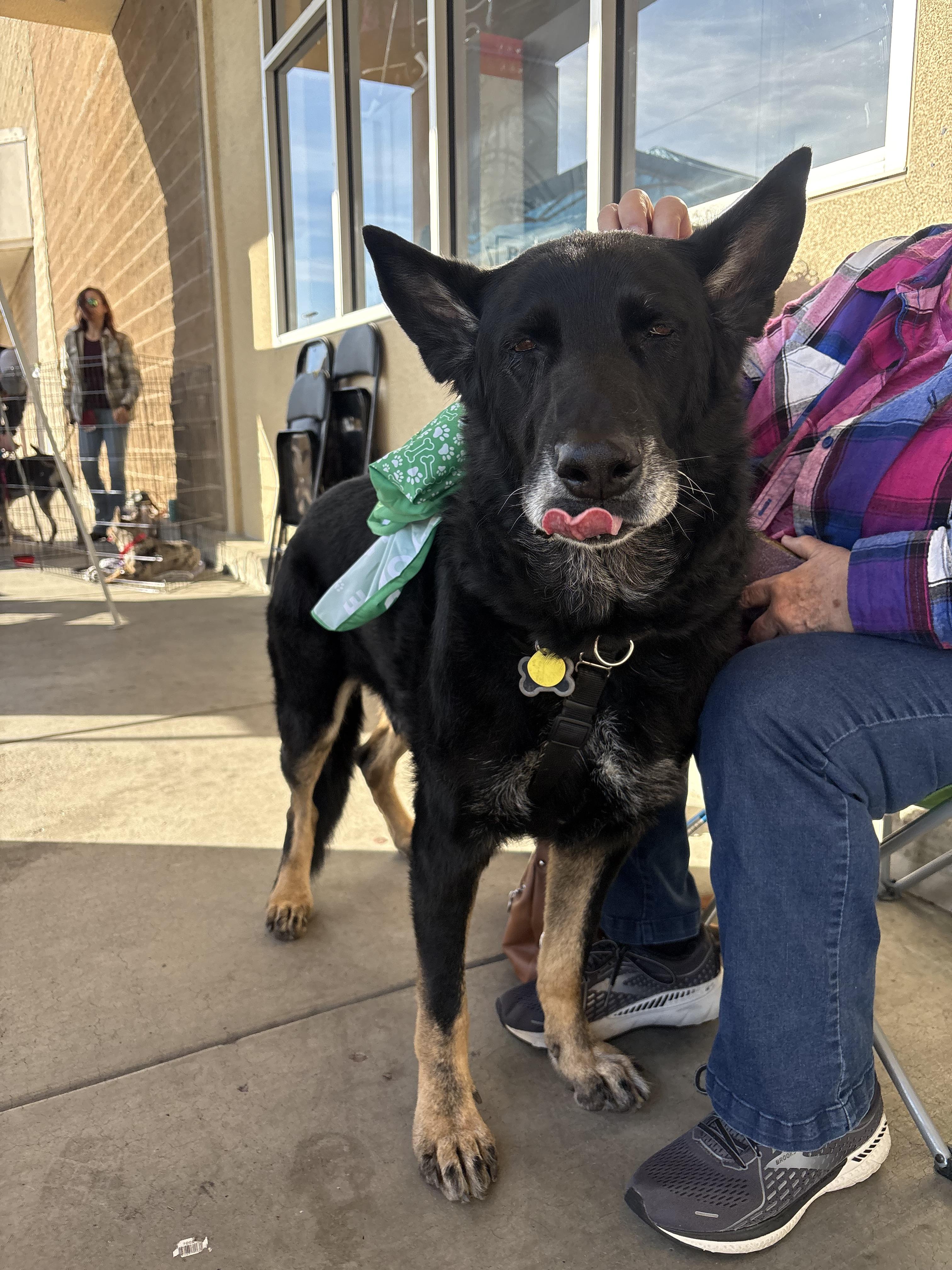 Enlarge Obie (REDUCED FEE), a Adoptable mixed breed in Tracy, CA image 3/6