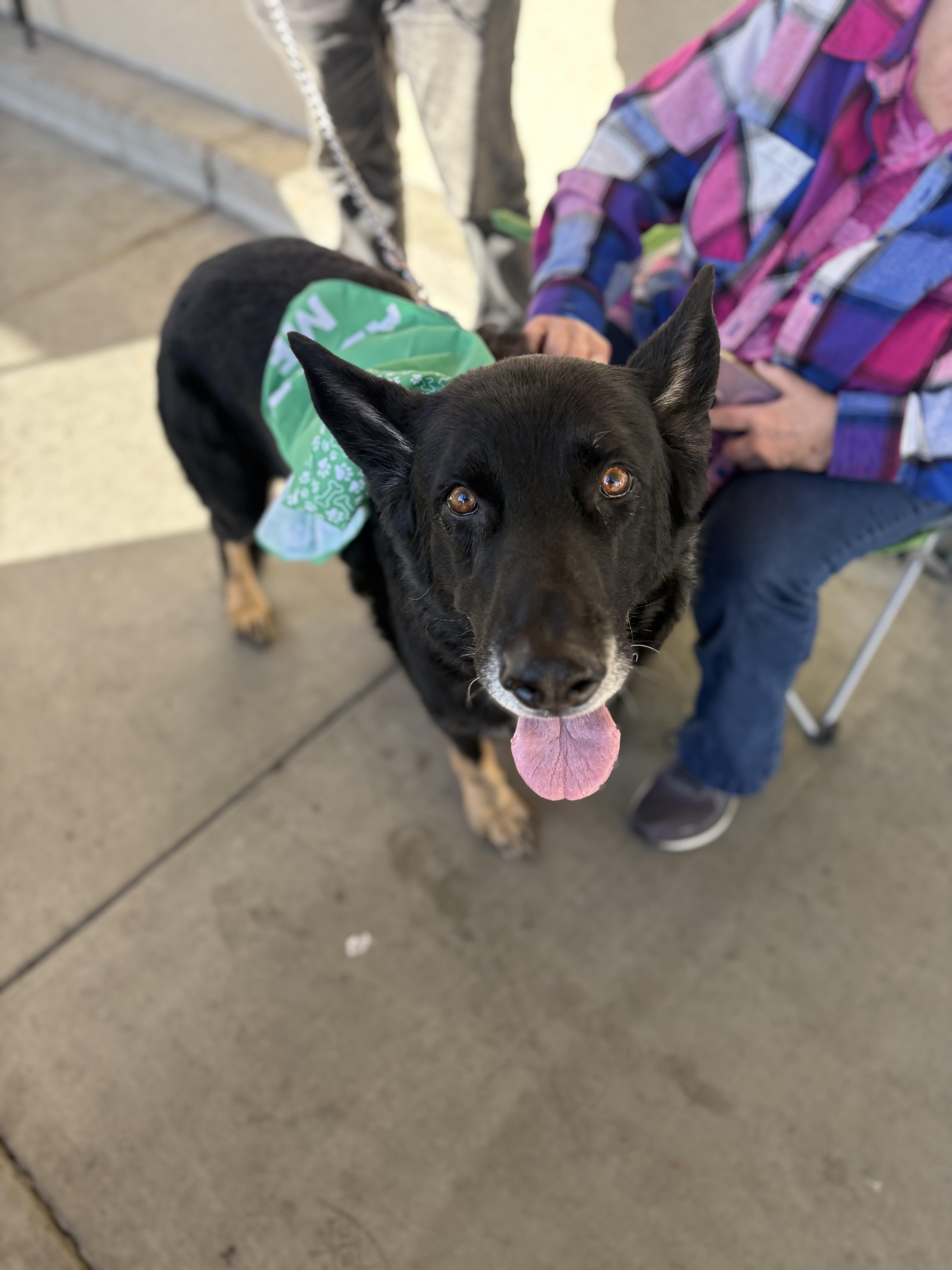Enlarge Obie (REDUCED FEE), a Adoptable mixed breed in Tracy, CA image 5/6