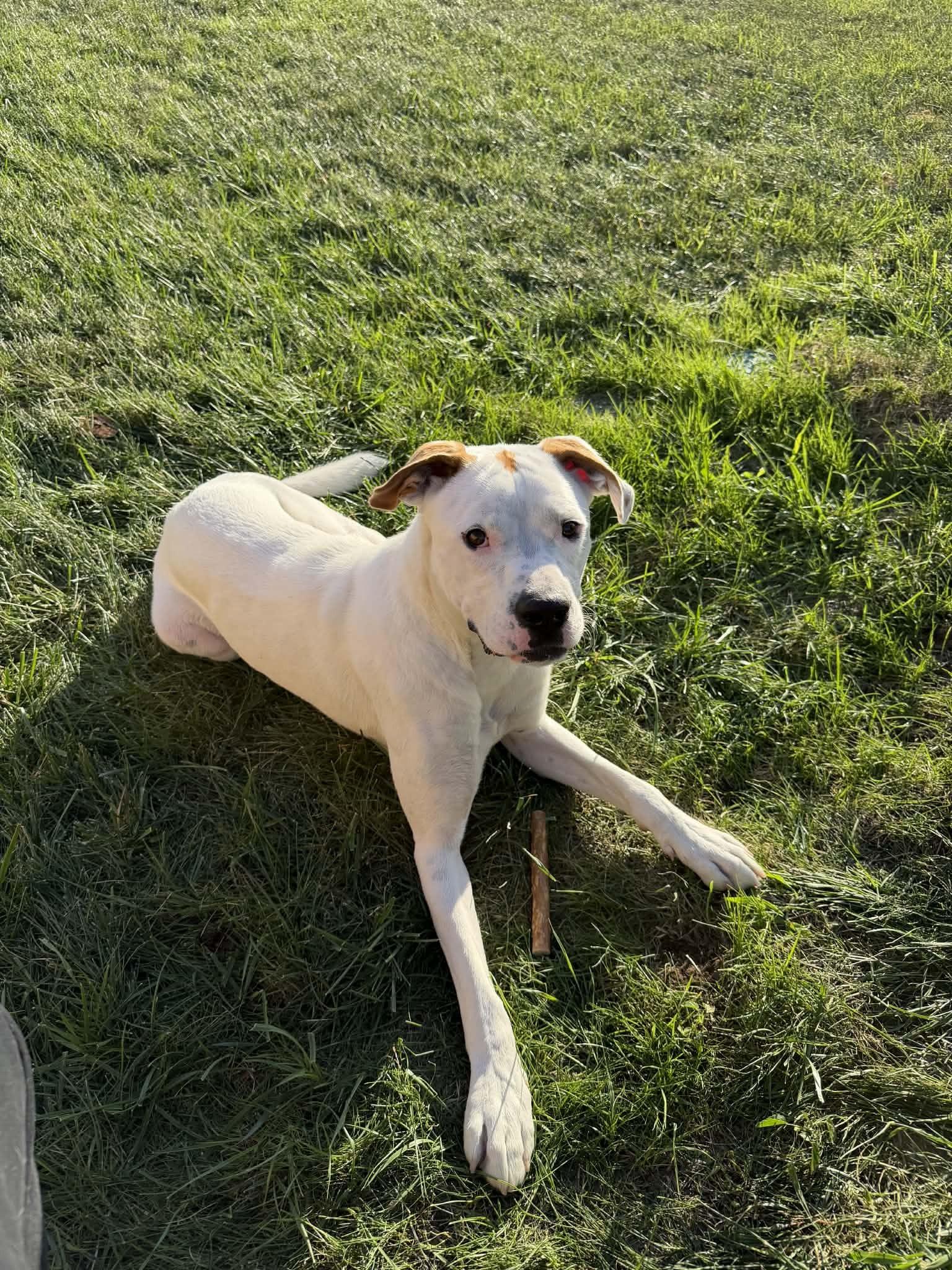 Enlarge Mr. P, a Adopted mixed breed in Kansas City, MO image 3/6