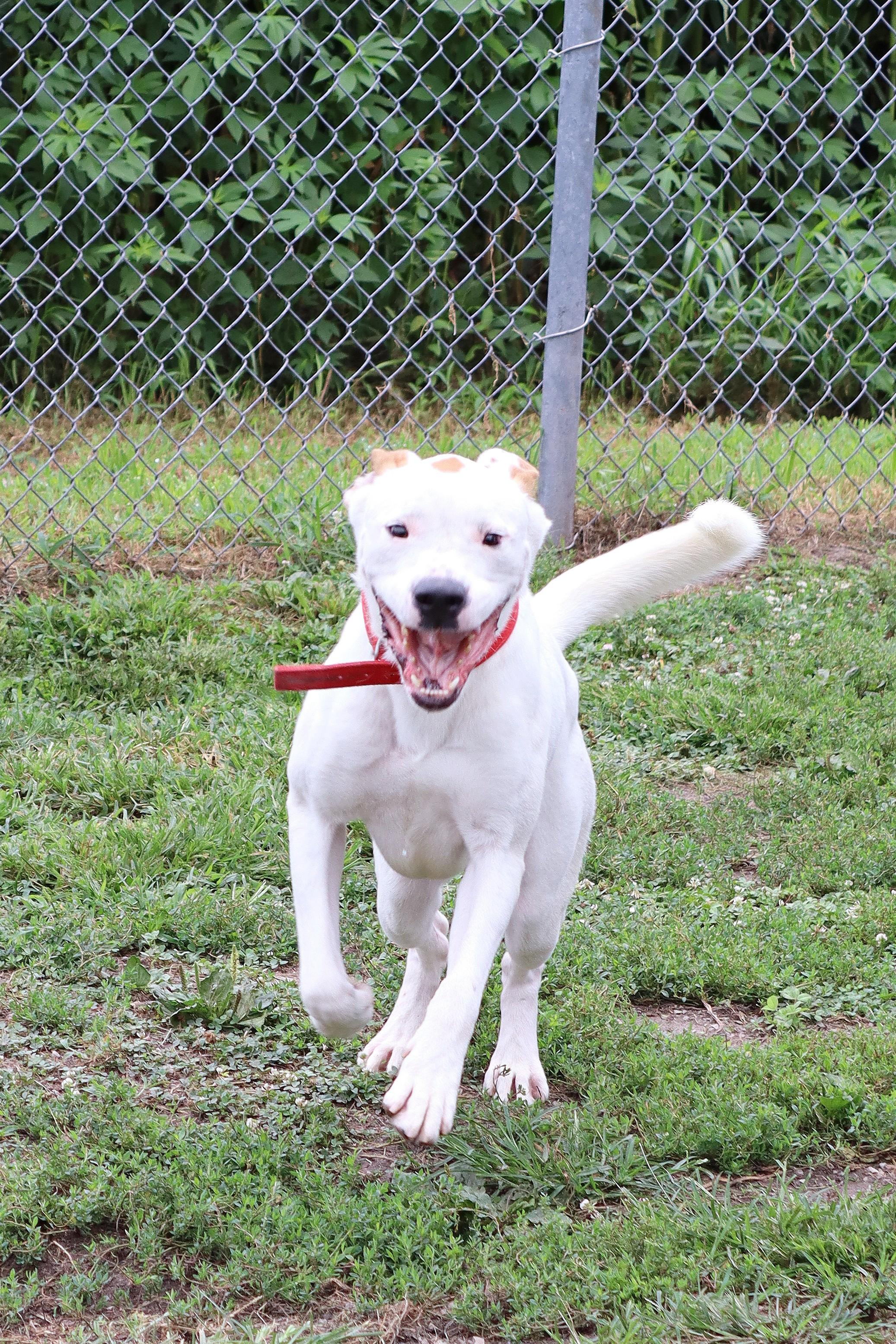 Enlarge Mr. P, a Adopted mixed breed in Kansas City, MO image 4/6