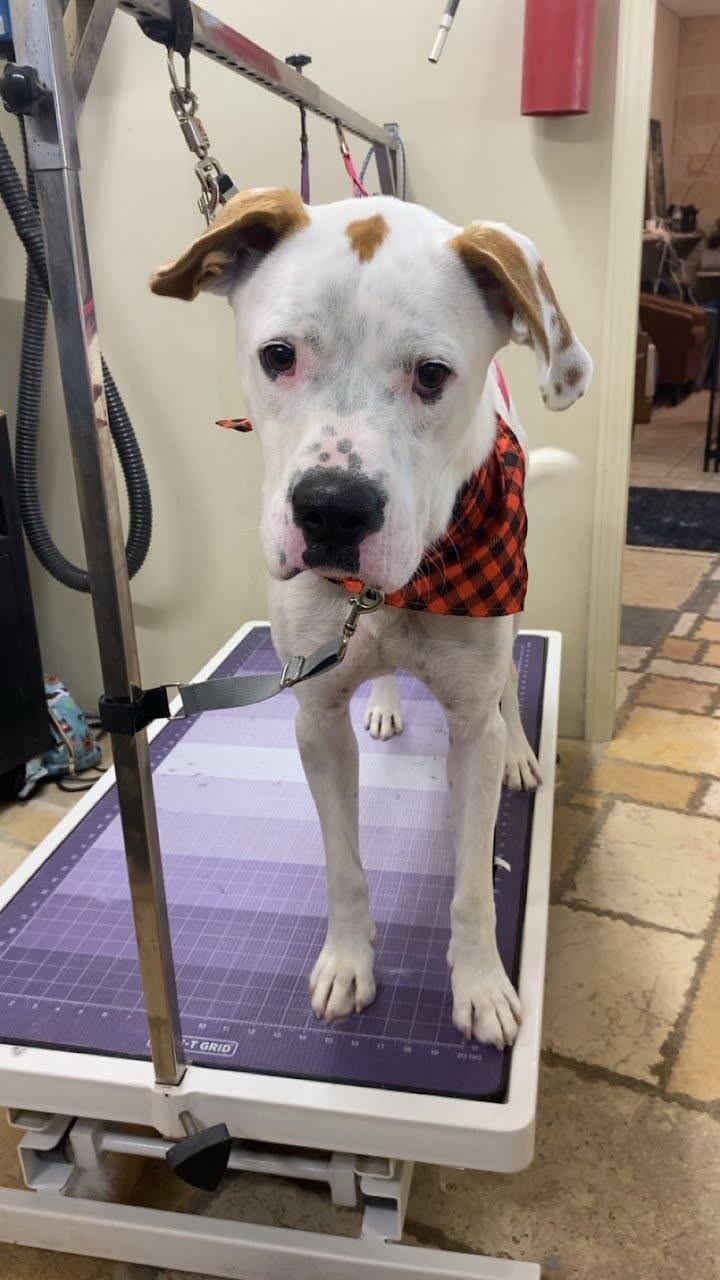 Mr. P, Adopted, Adult Male Boxer.
