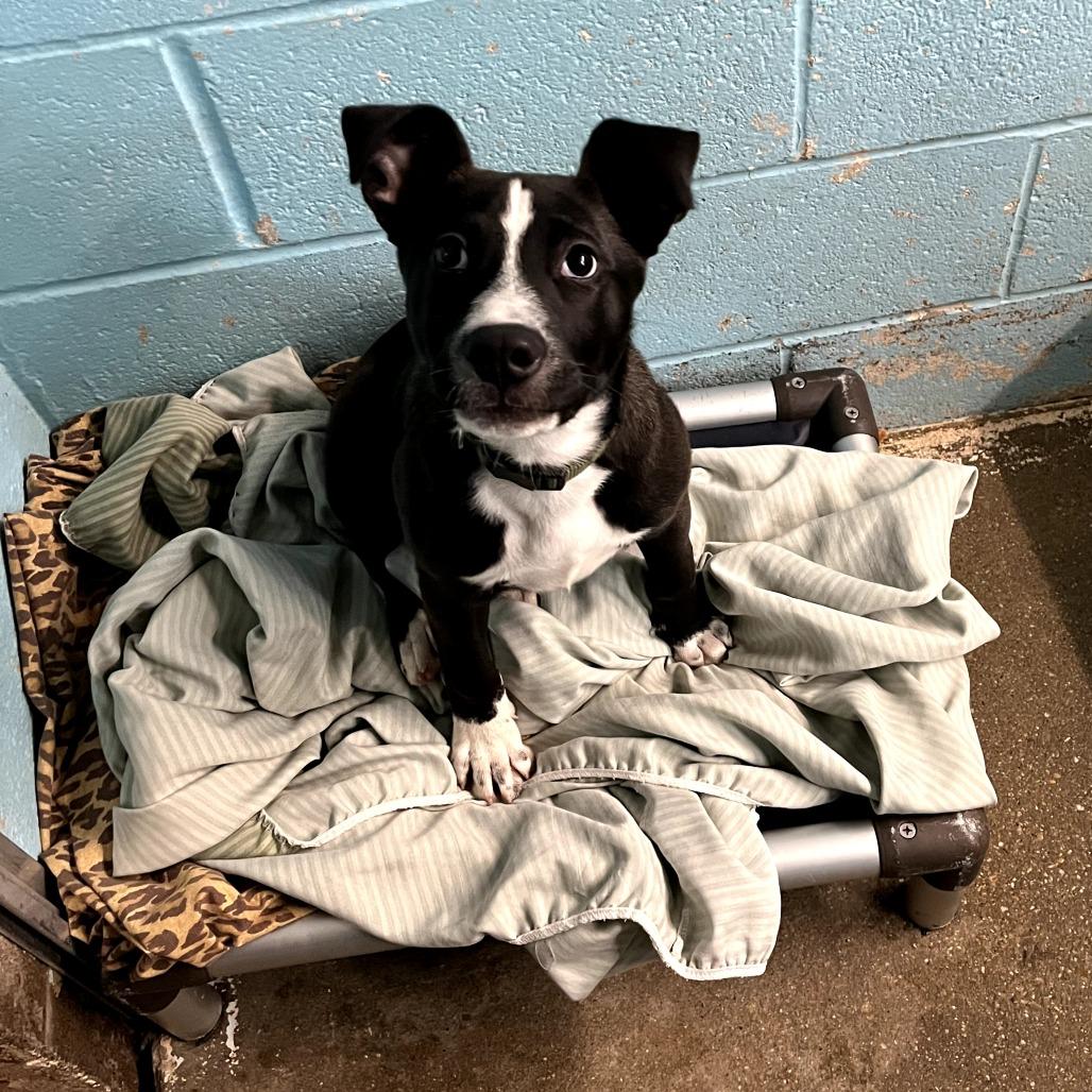 Onyx, Adoptable, Young Male Pit Bull Terrier & Mixed Breed.