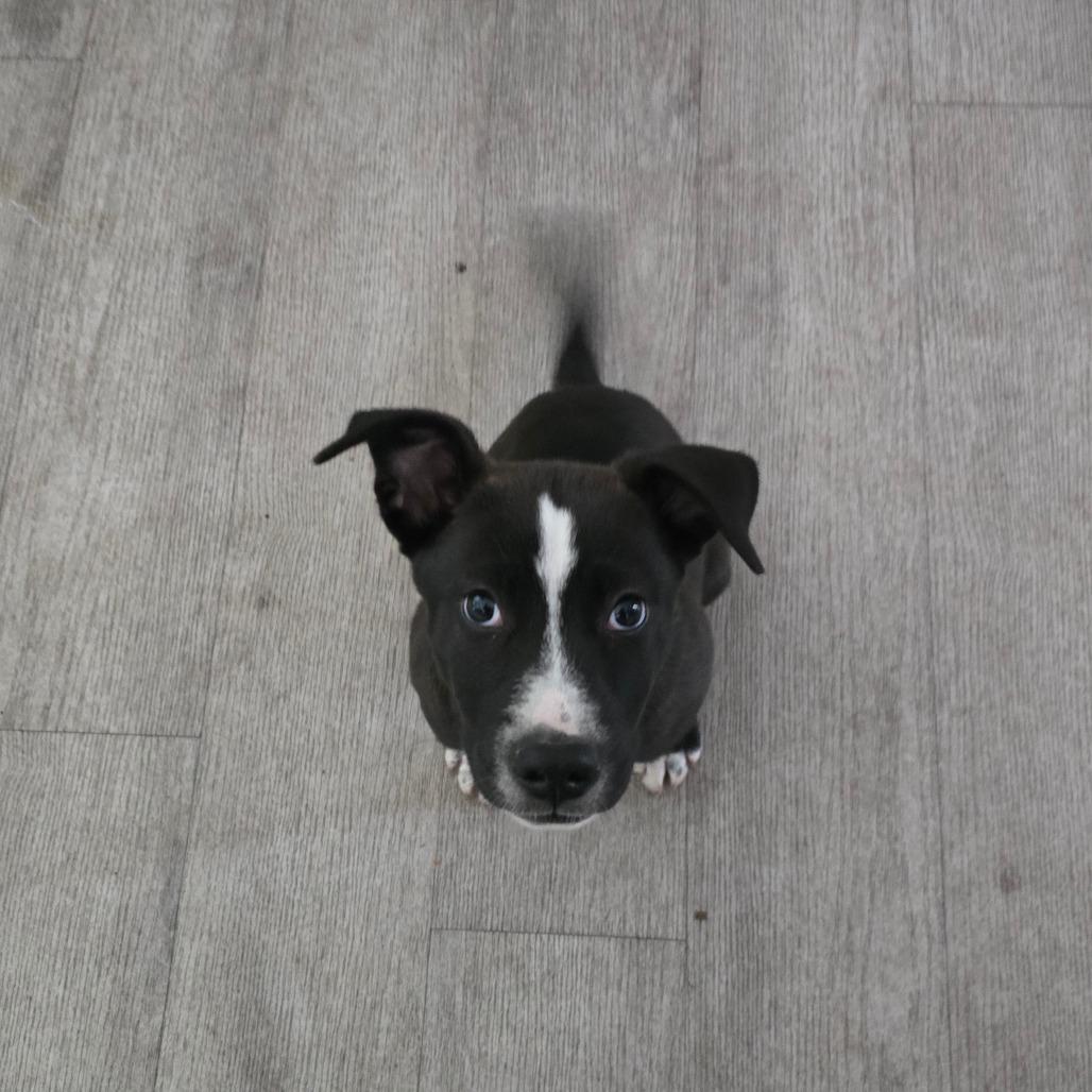 Enlarge Onyx, a Adoptable mixed breed in Waldorf, MD image 2/3