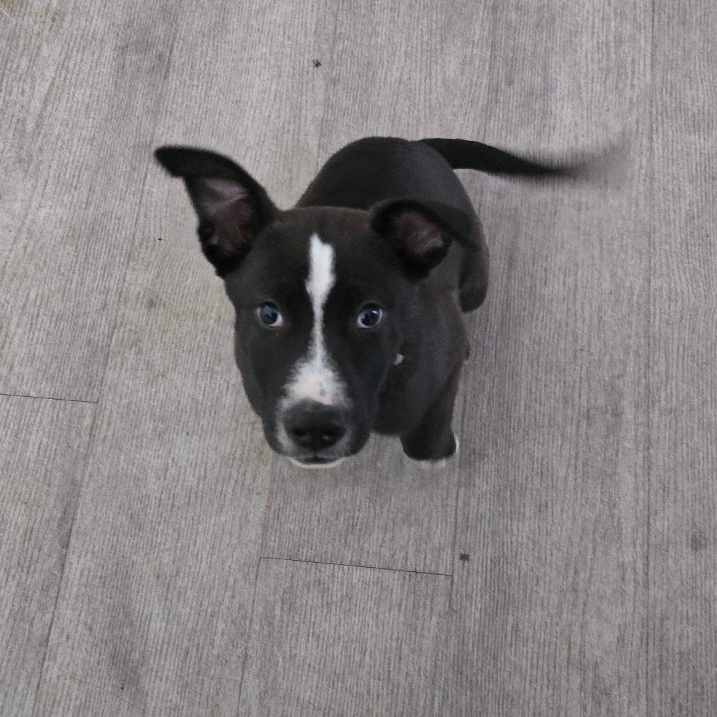 Enlarge Onyx, a Adoptable mixed breed in Waldorf, MD image 3/3