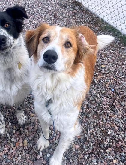 Brush, ADOPTABLE, Adult Female Mixed Breed.