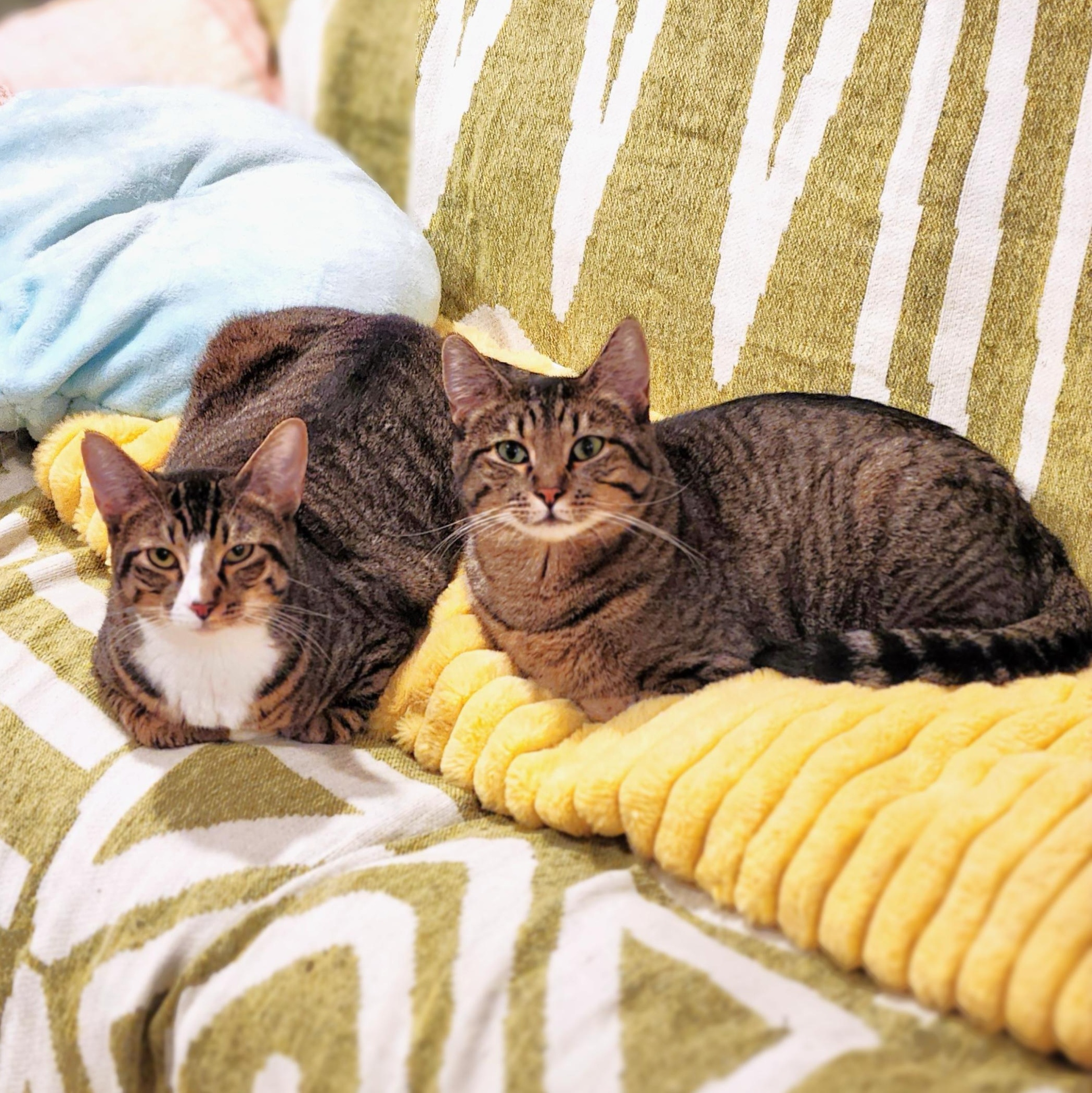 Tilly and Clover, ADOPTABLE, Young Female Domestic Short Hair.