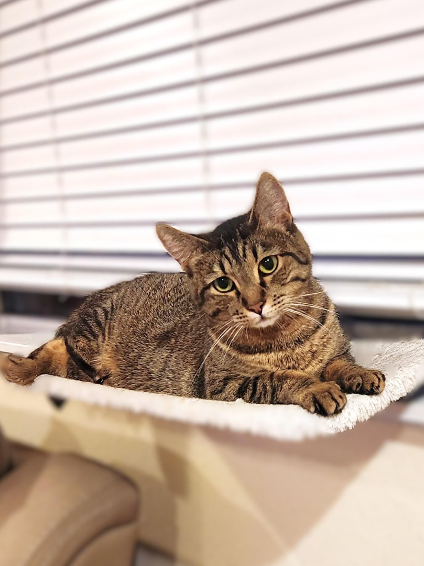 Enlarge Tilly and Clover, a ADOPTABLE Domestic Short Hair in Seattle, WA image 3/6