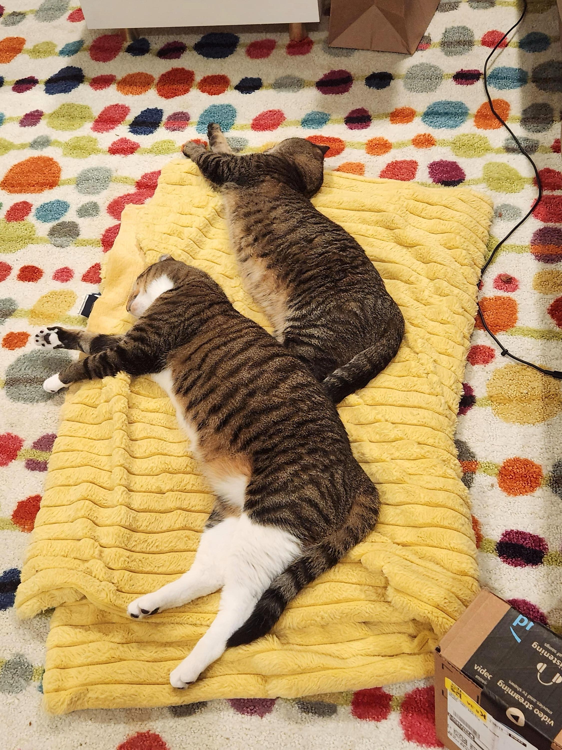 Enlarge Tilly and Clover, a ADOPTABLE Domestic Short Hair in Seattle, WA image 6/6