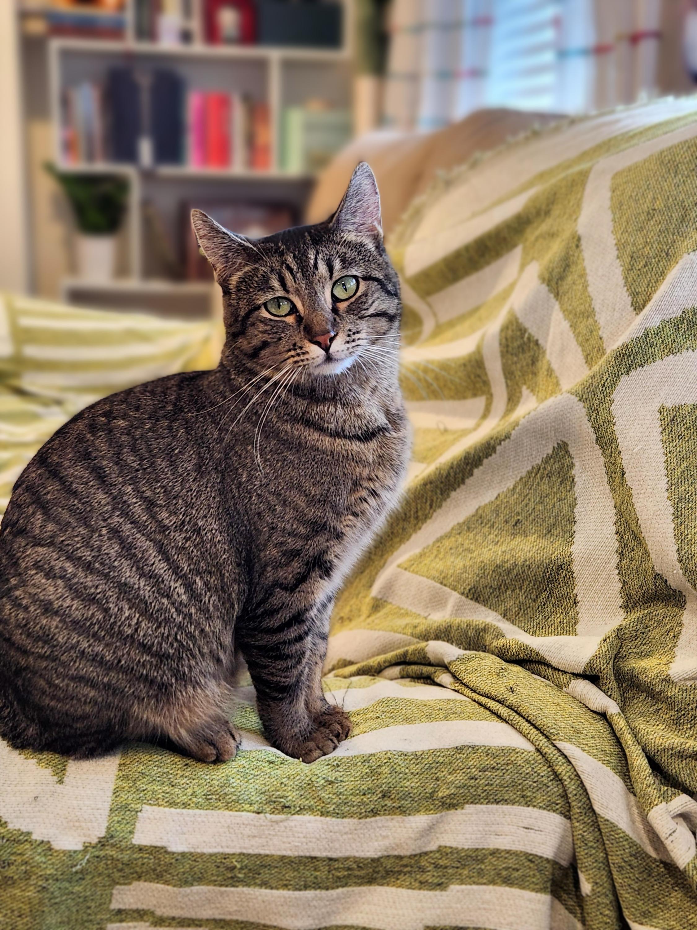 Enlarge Tilly and Clover, a ADOPTABLE Domestic Short Hair in Seattle, WA image 5/6