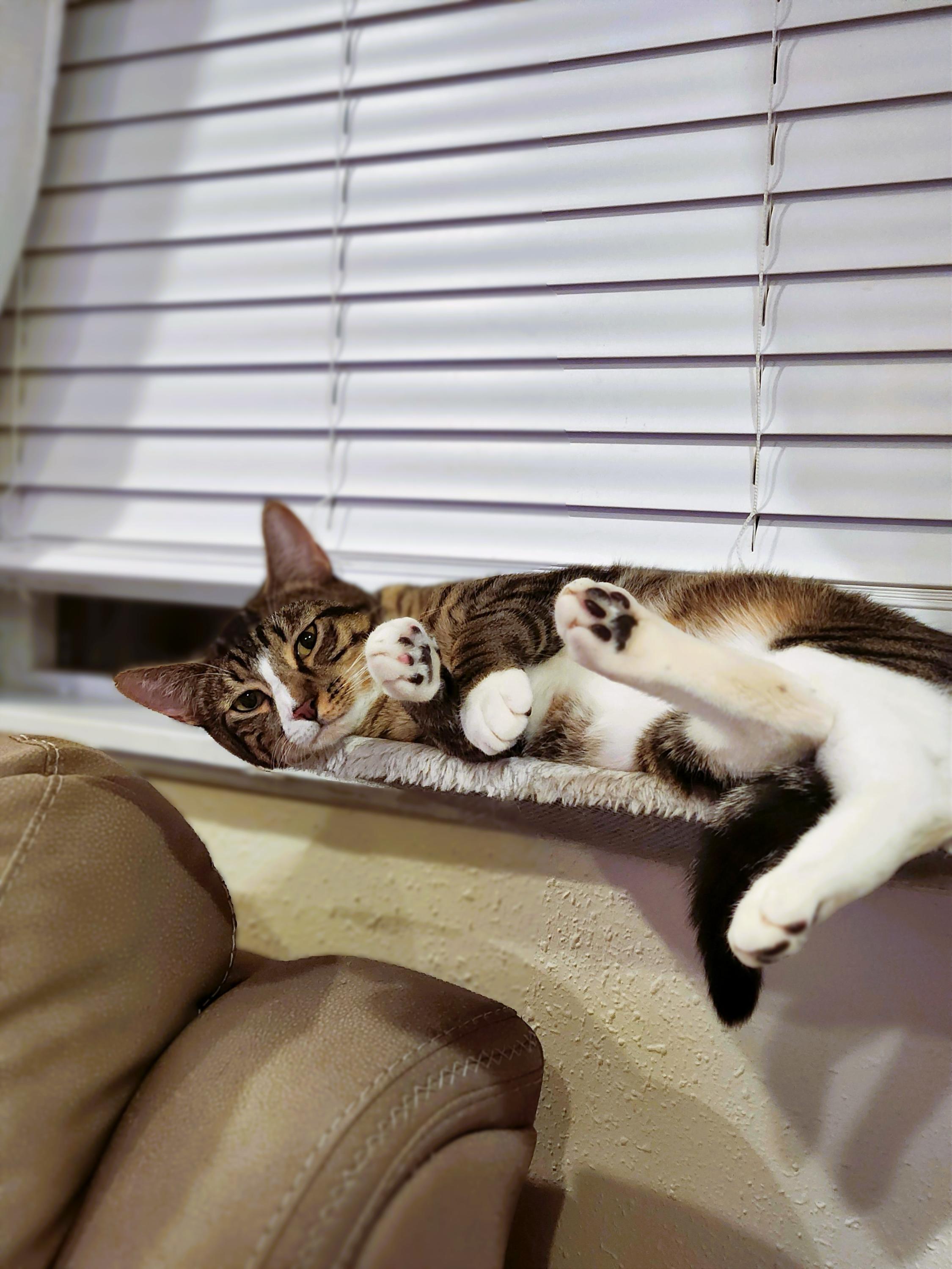 Enlarge Tilly and Clover, a ADOPTABLE Domestic Short Hair in Seattle, WA image 4/6