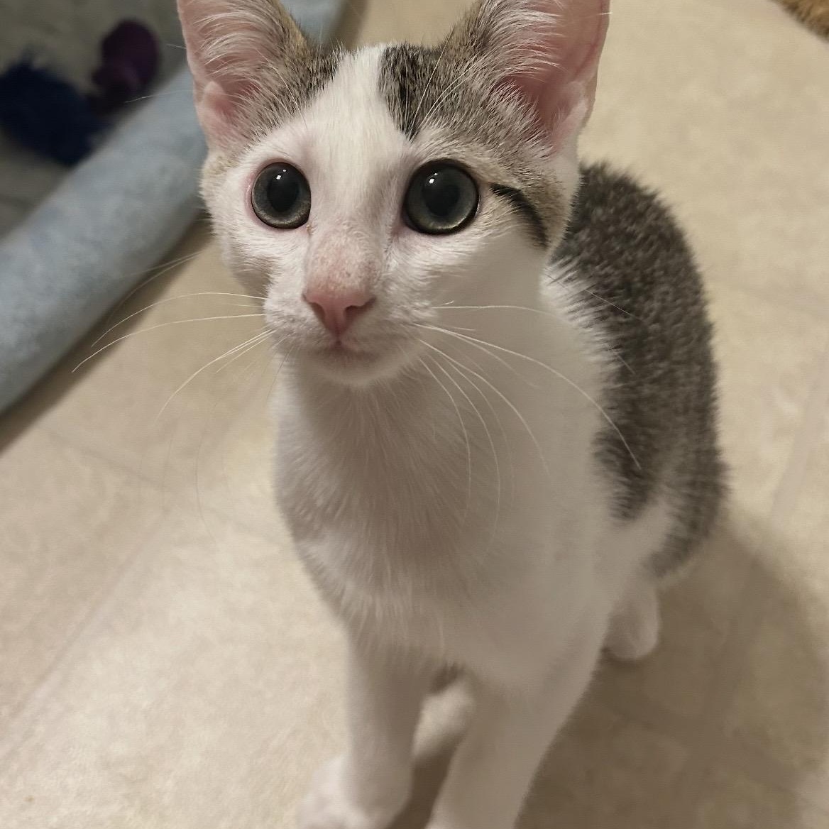 Enlarge Cookie, a ADOPTABLE Domestic Short Hair in Kannapolis, NC image 5/5