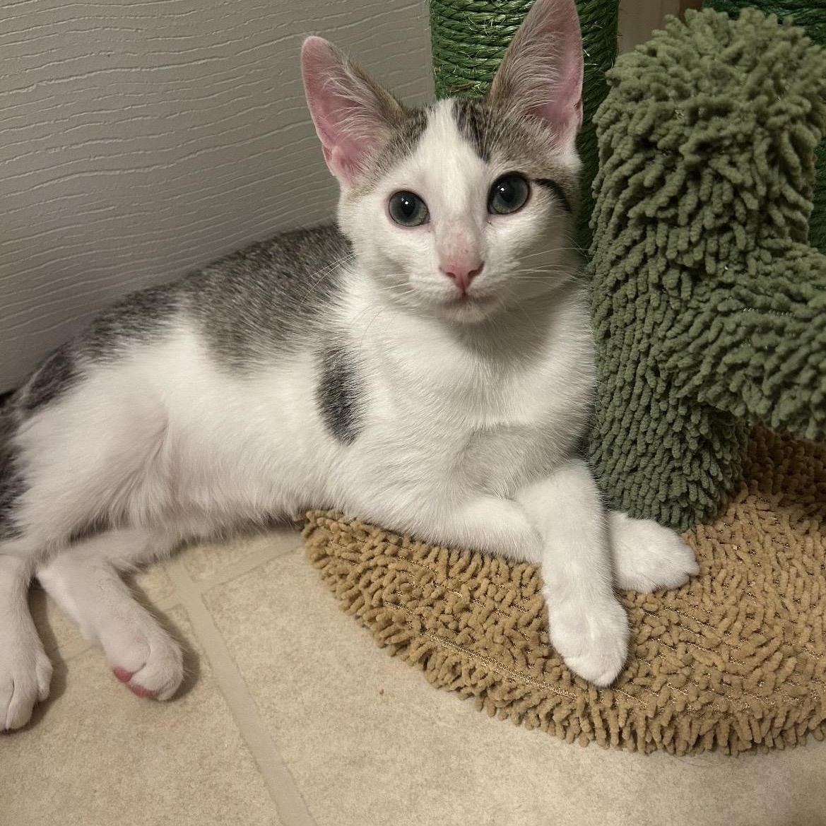 Cookie, ADOPTABLE, Kitten Female Domestic Short Hair.