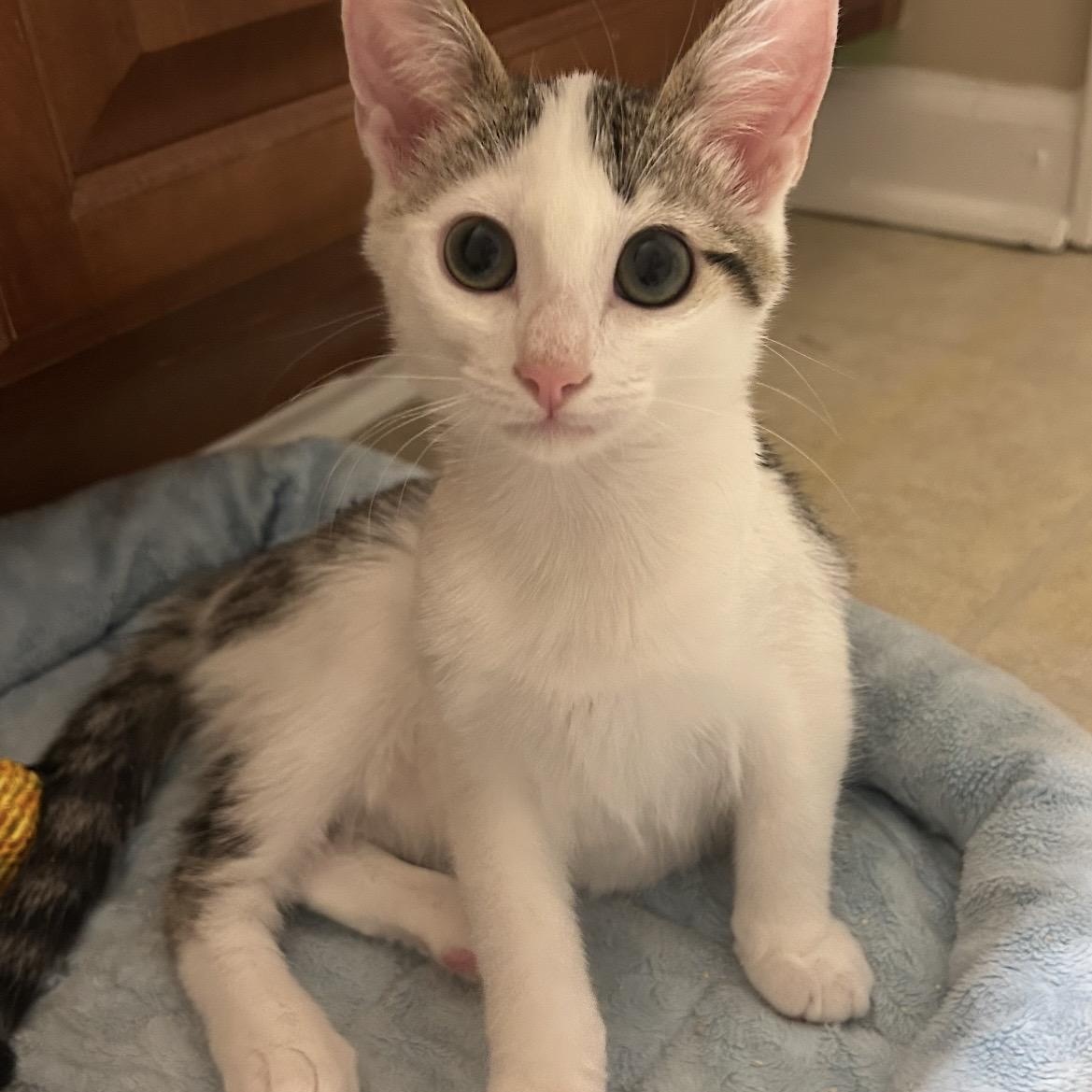 Enlarge Cookie, a ADOPTABLE Domestic Short Hair in Kannapolis, NC image 3/5