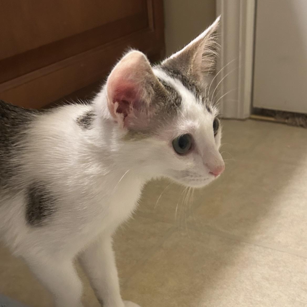 Enlarge Cookie, a ADOPTABLE Domestic Short Hair in Kannapolis, NC image 4/5