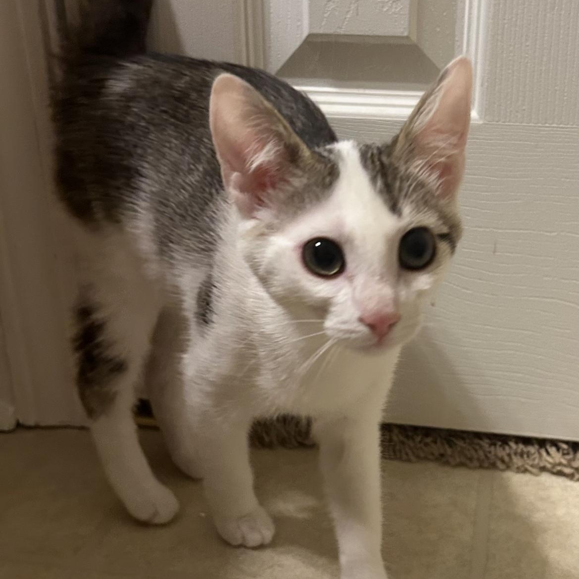 Enlarge Cookie, a ADOPTABLE Domestic Short Hair in Kannapolis, NC image 2/5