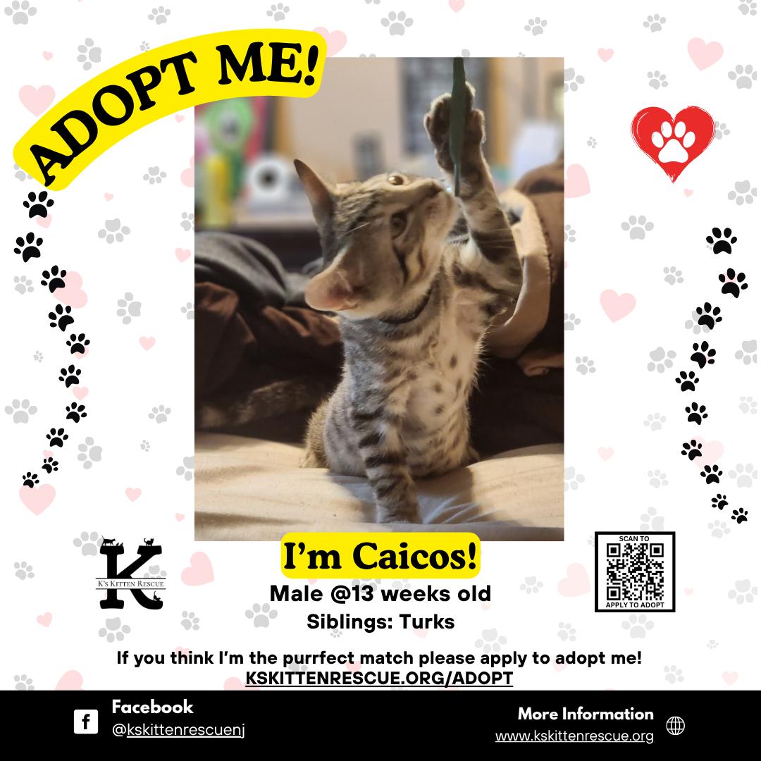 Enlarge Caicos, a Adoptable Domestic Short Hair in Brick, NJ image 1/1