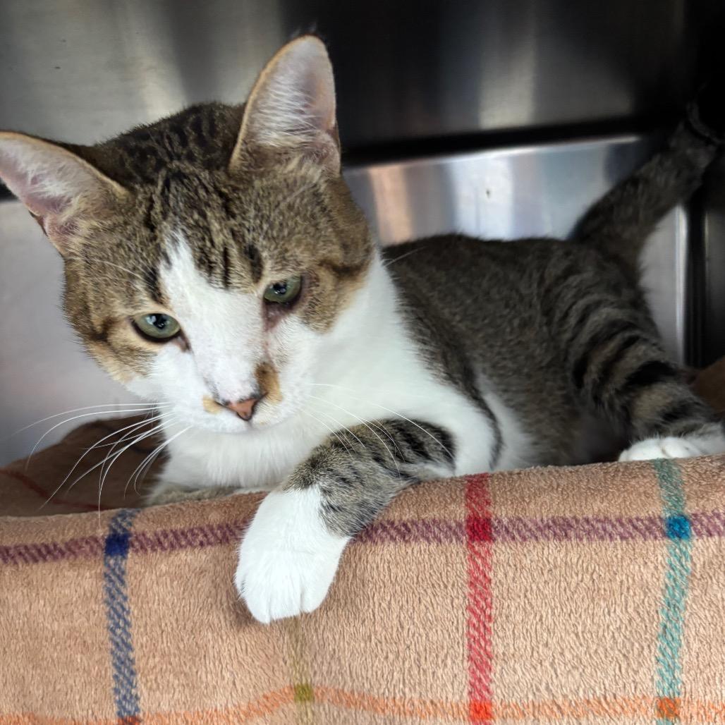 Rocky, Adoptable, Adult Male Domestic Short Hair.