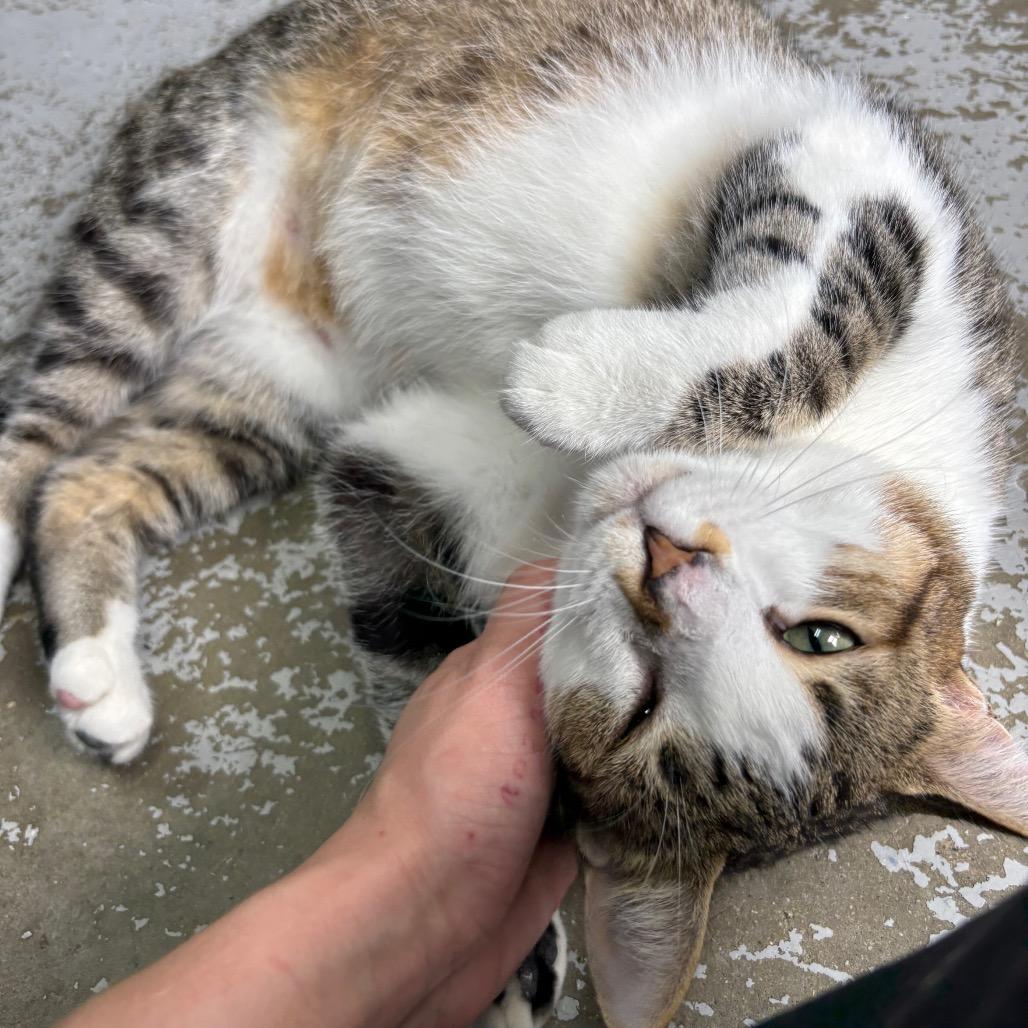 Enlarge Rocky, a Adoptable Domestic Short Hair in Grand Rapids, MI image 2/5