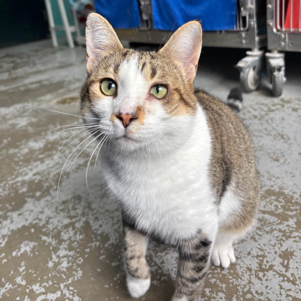 Enlarge Rocky, a Adoptable Domestic Short Hair in Grand Rapids, MI image 4/5