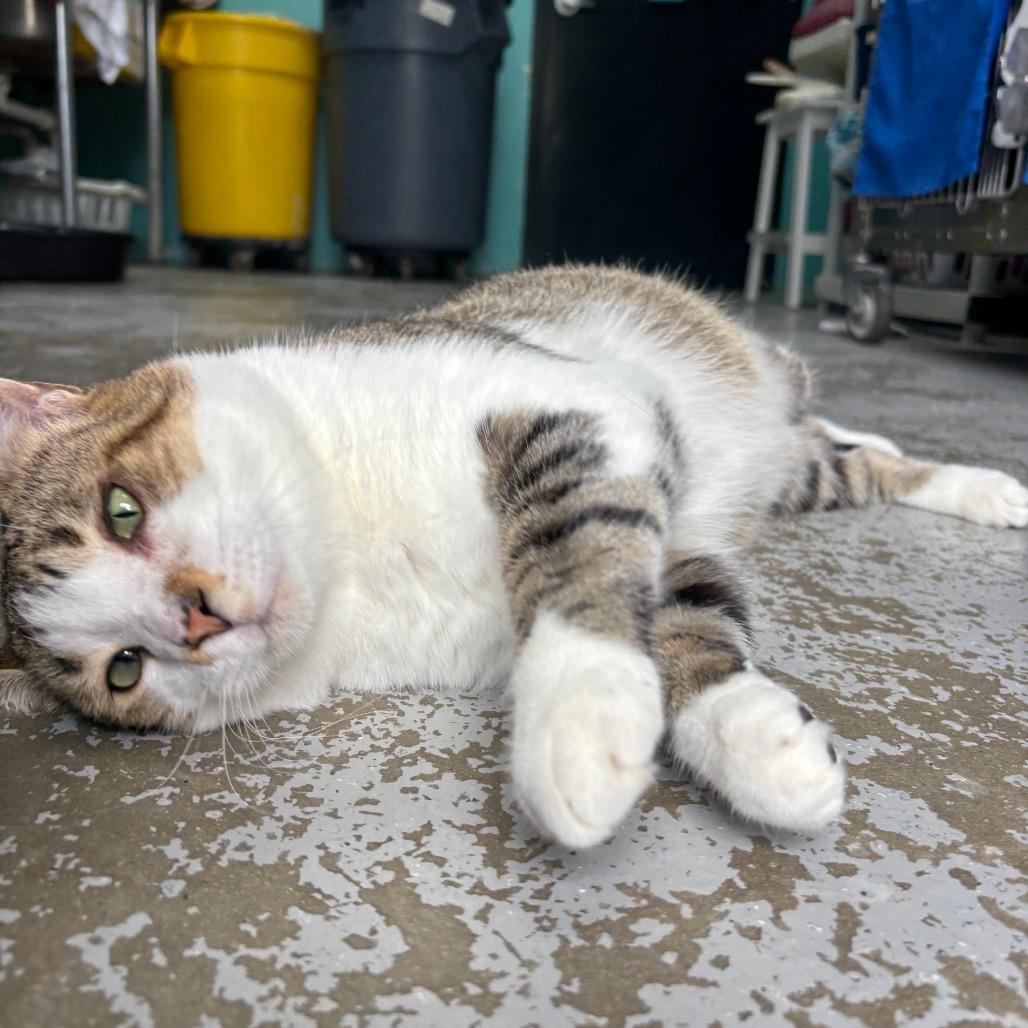 Enlarge Rocky, a Adoptable Domestic Short Hair in Grand Rapids, MI image 5/5