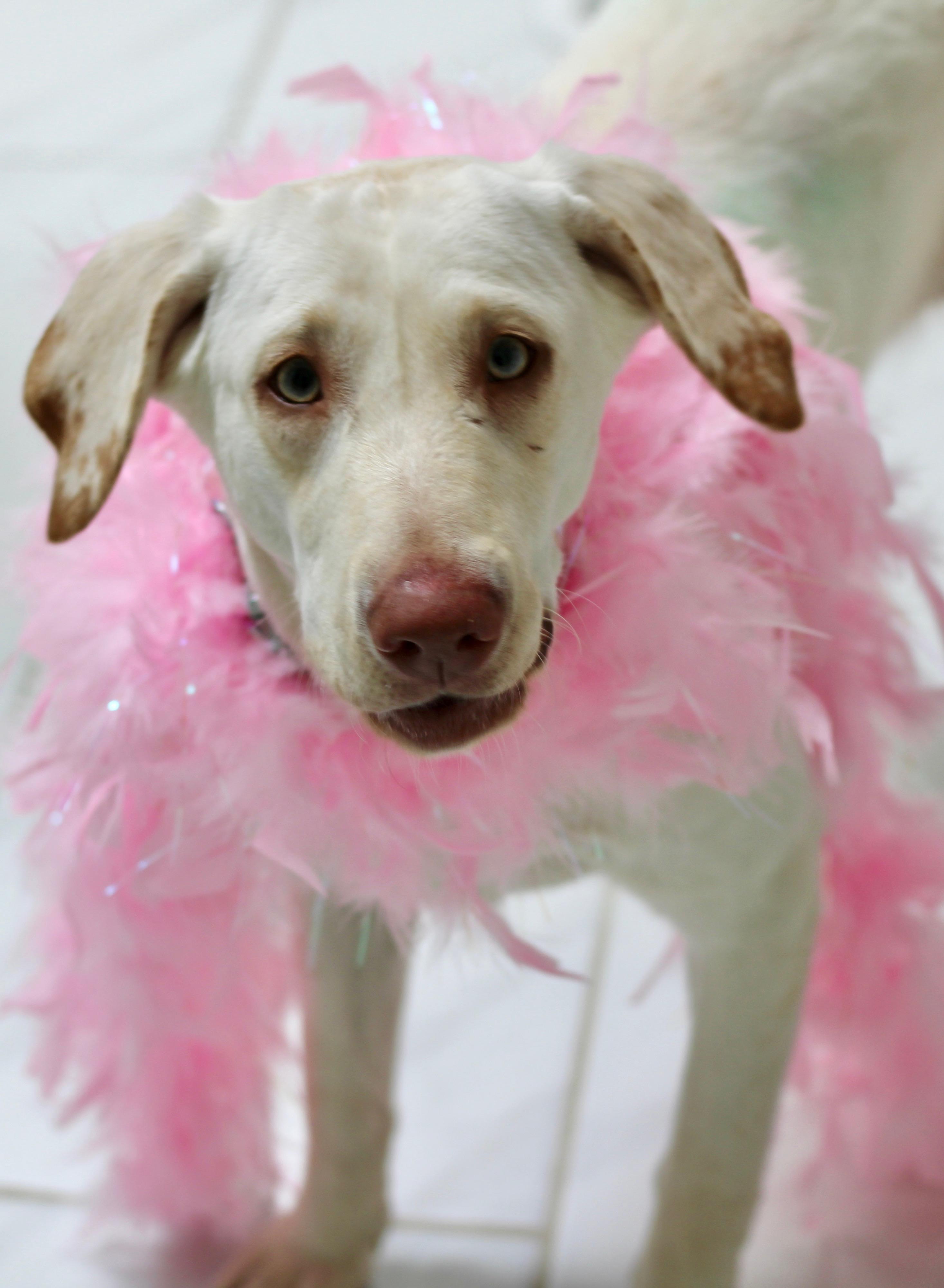 Fancy, ADOPTABLE, Young Female Yellow Labrador Retriever.