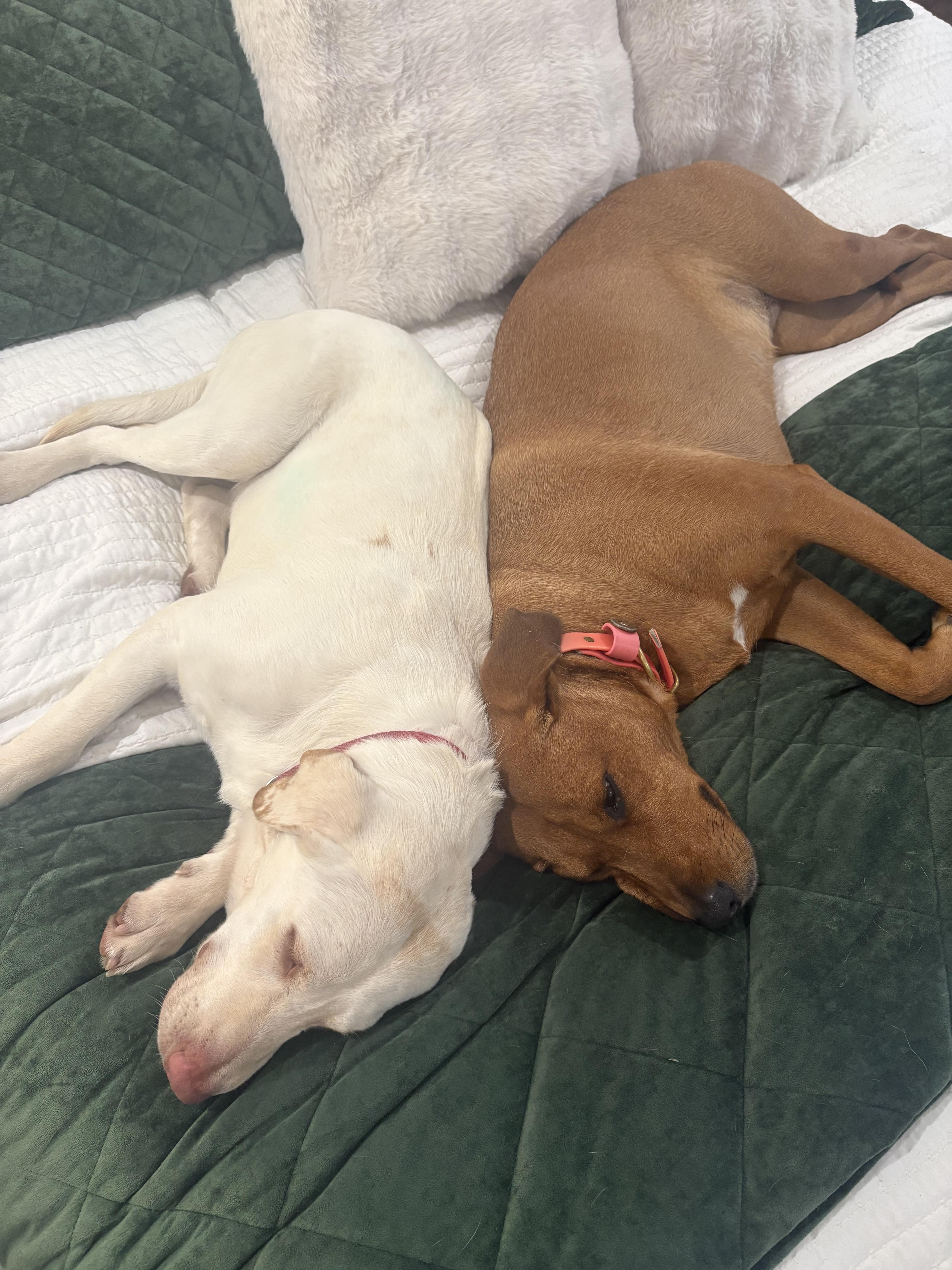 Enlarge Fancy, a ADOPTABLE Yellow Labrador Retriever in Hartsville, SC image 2/4
