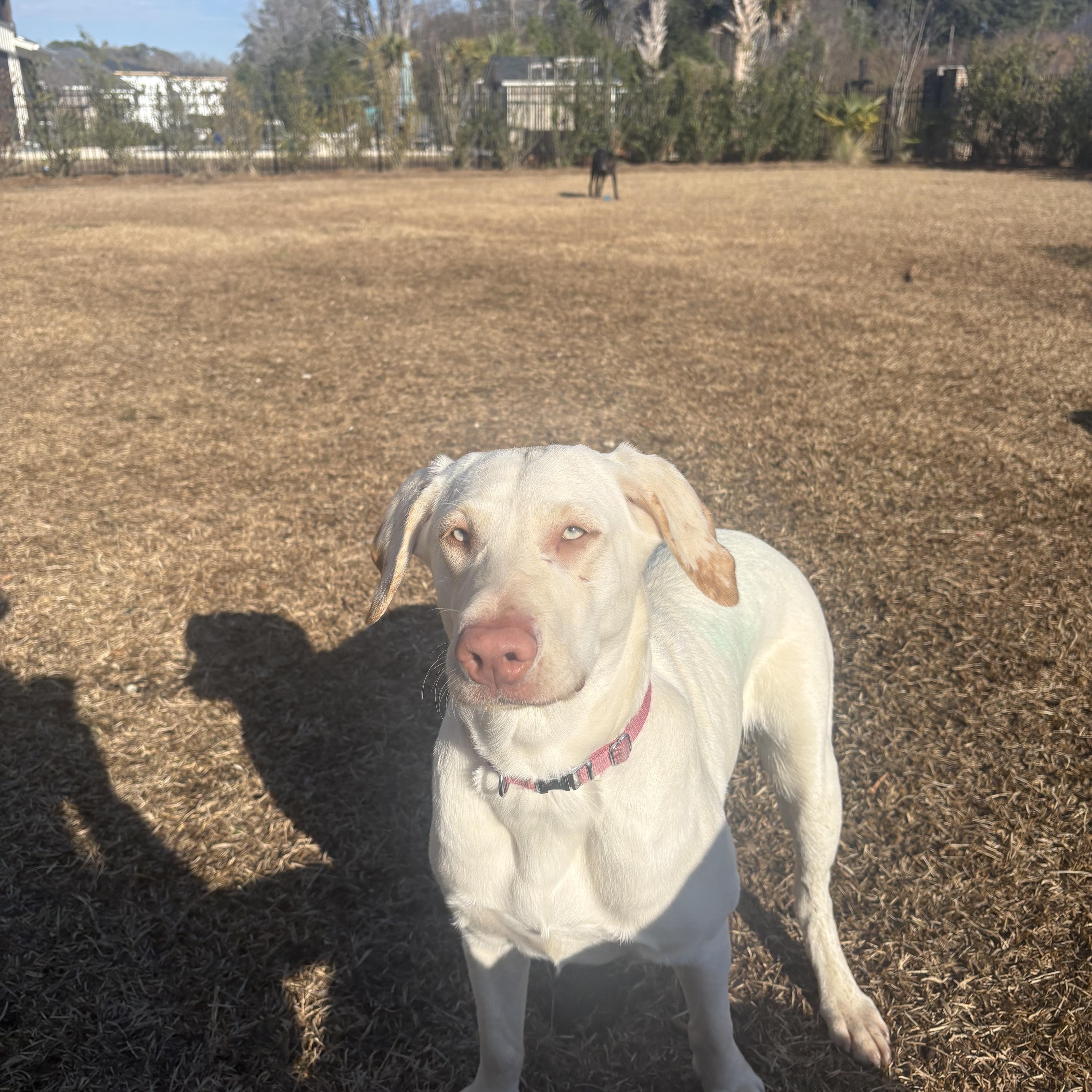 Enlarge Fancy, a ADOPTABLE Yellow Labrador Retriever in Hartsville, SC image 3/4