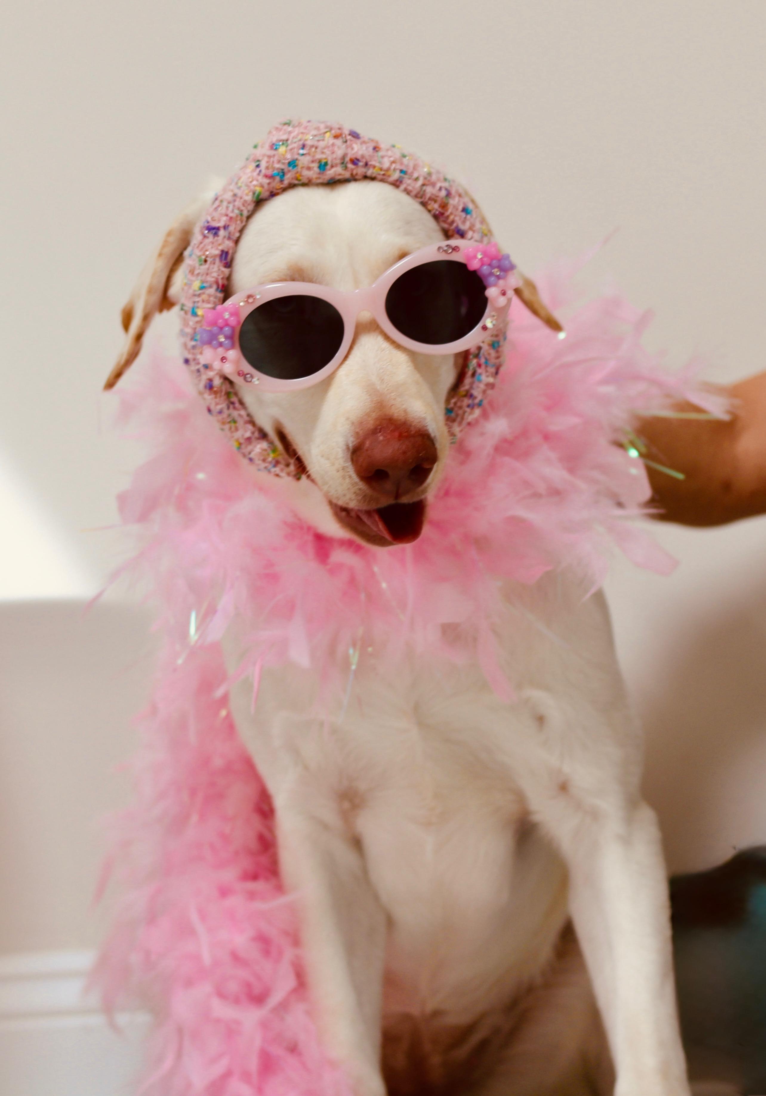 Enlarge Fancy, a ADOPTABLE Yellow Labrador Retriever in Hartsville, SC image 4/4