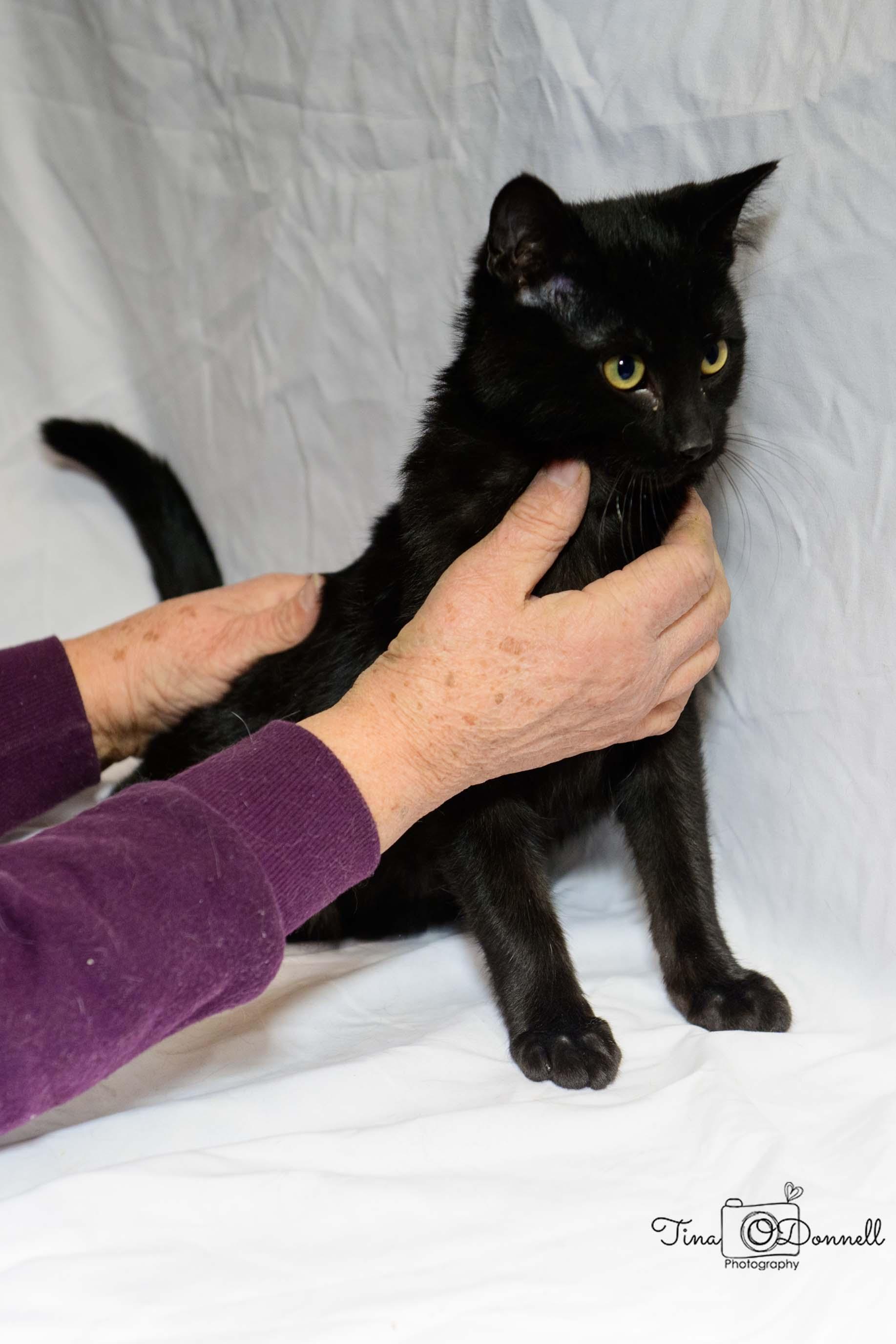 Washoe, Adoptable, Kitten Male Domestic Short Hair.