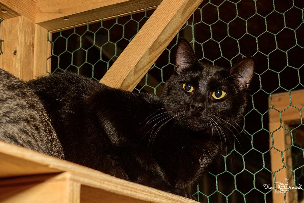 Washoe, a Adoptable Domestic Short Hair in Cardwell, MT image 2/3