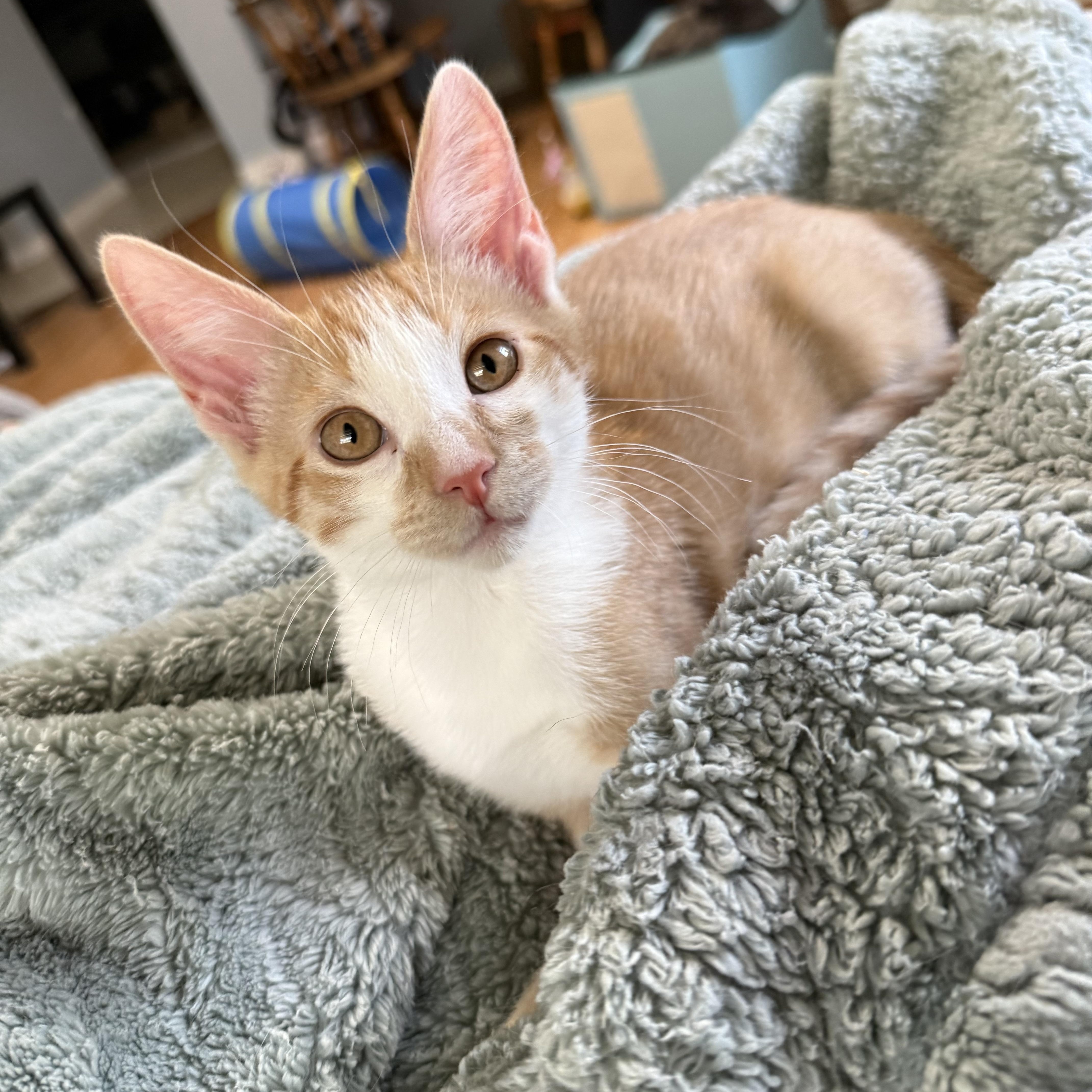 Enlarge Colonel Sanders, a Adoptable Domestic Short Hair in Bryan, TX image 5/6