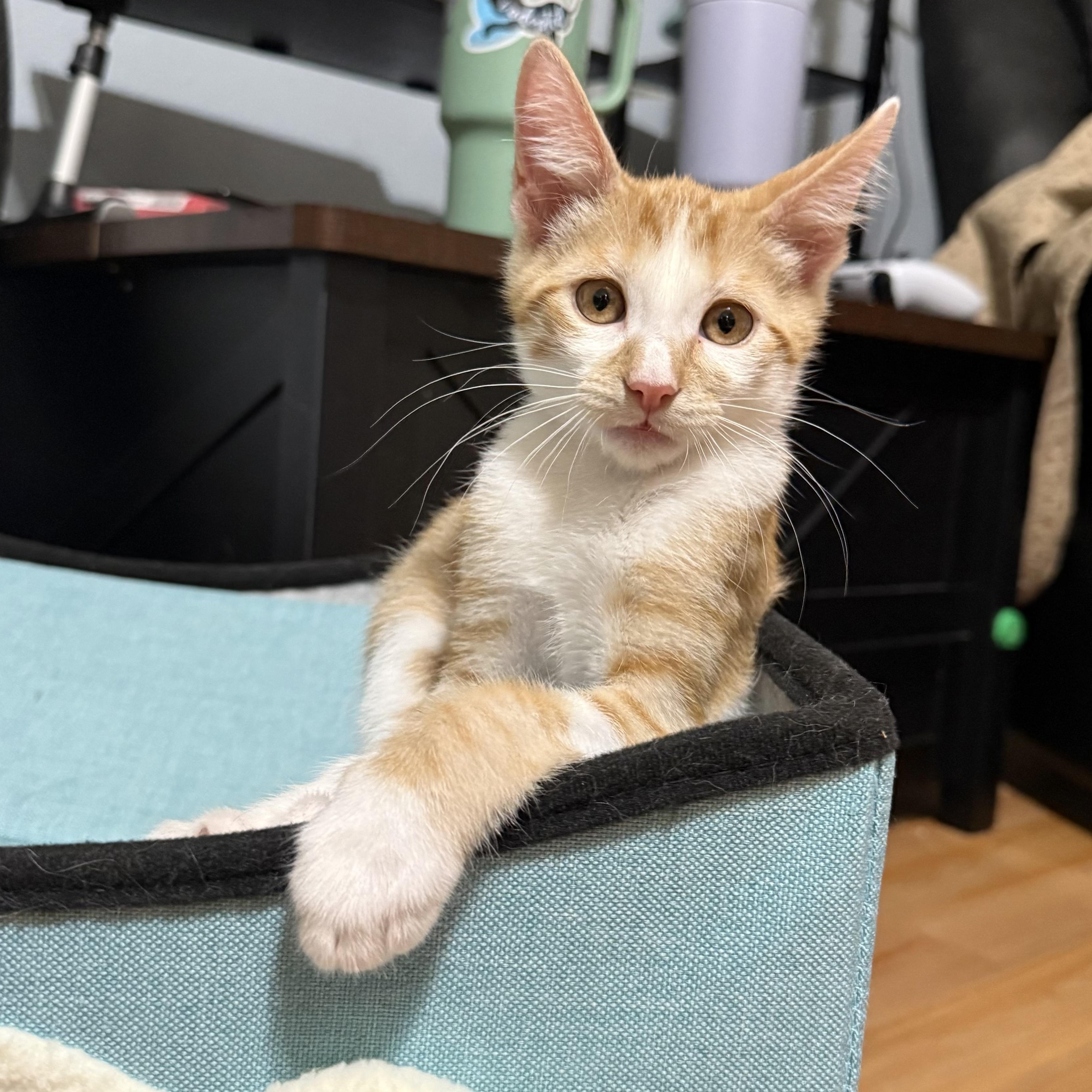 Colonel Sanders, Adoptable, Kitten Male Domestic Short Hair.