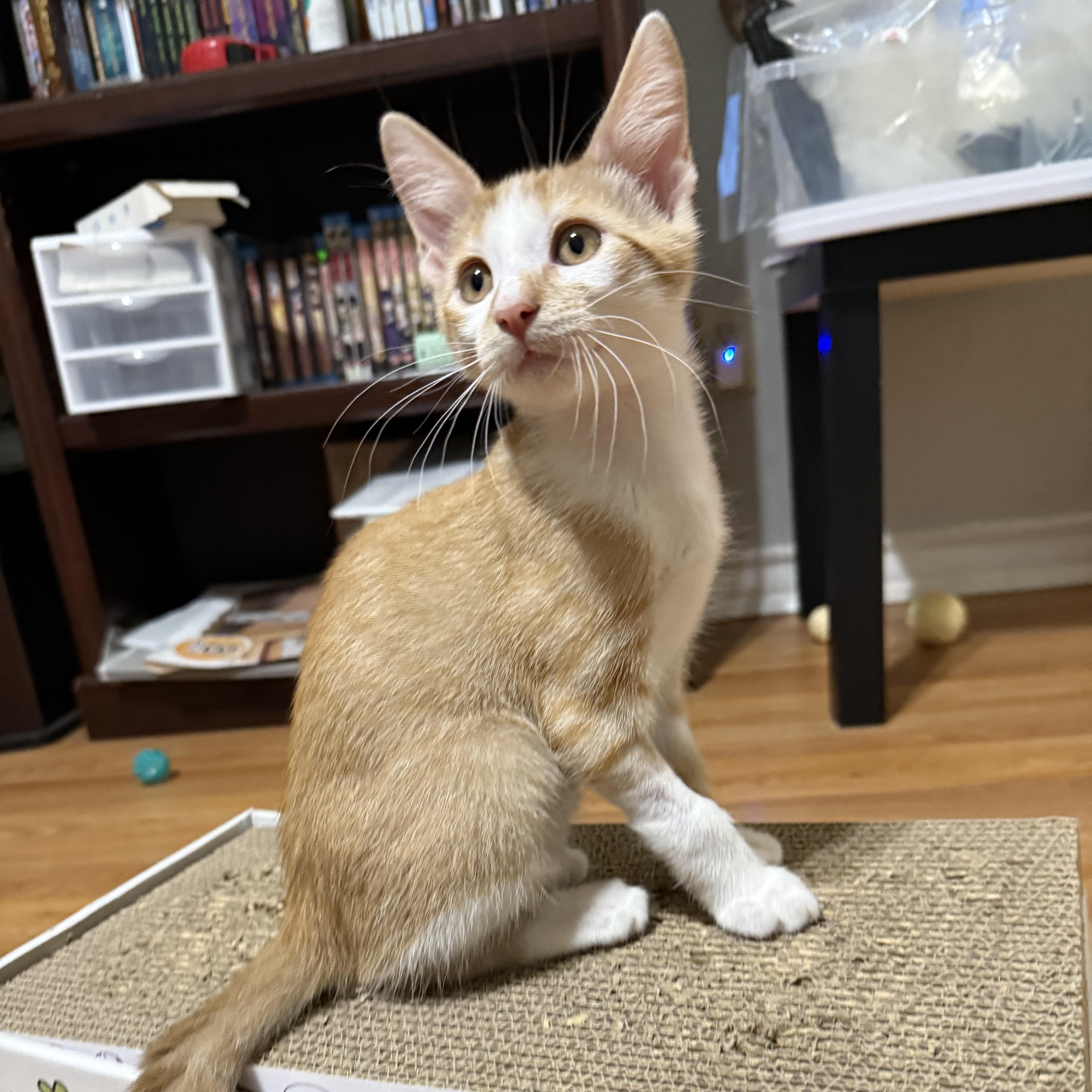 Enlarge Colonel Sanders, a Adoptable Domestic Short Hair in Bryan, TX image 2/6