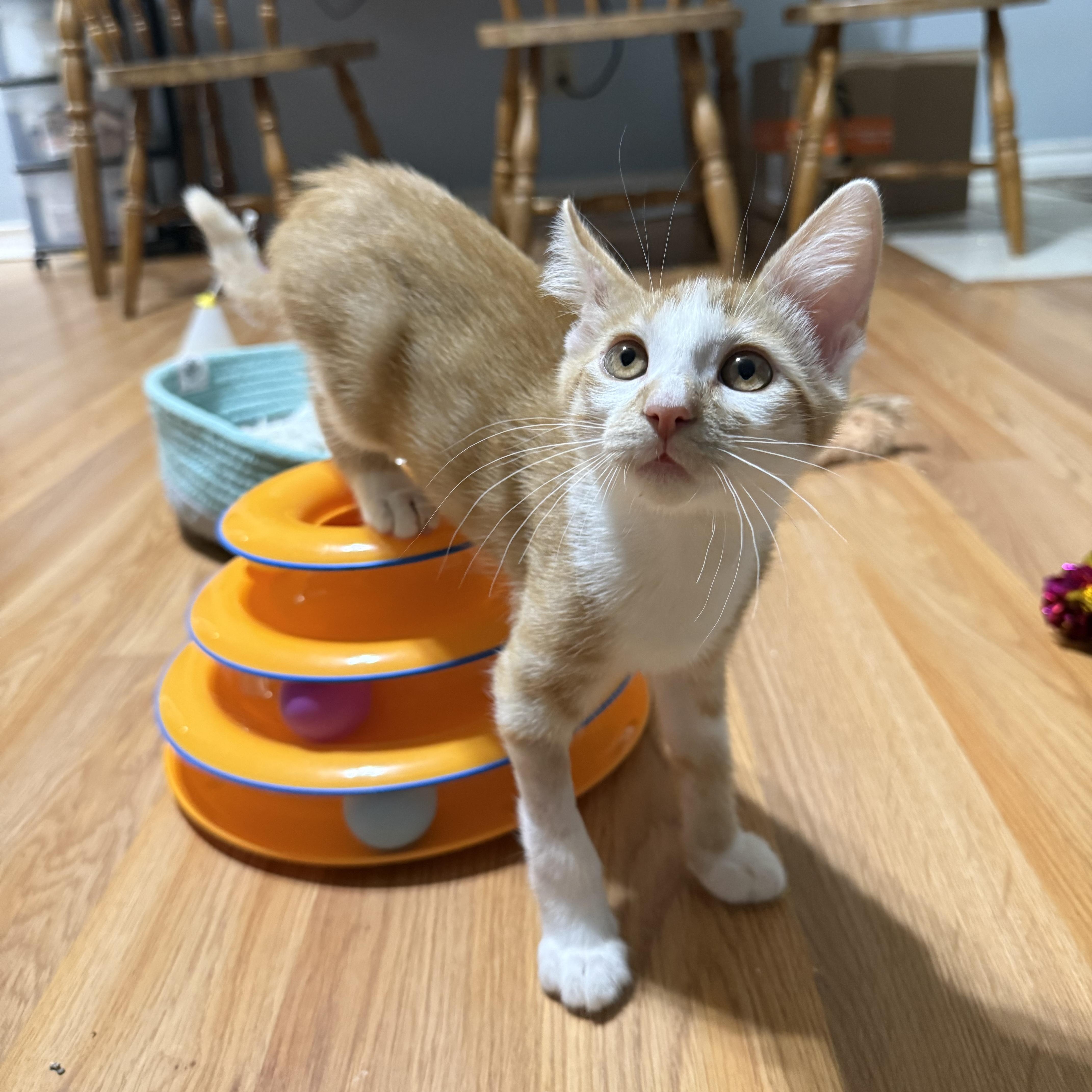 Enlarge Colonel Sanders, a Adoptable Domestic Short Hair in Bryan, TX image 6/6