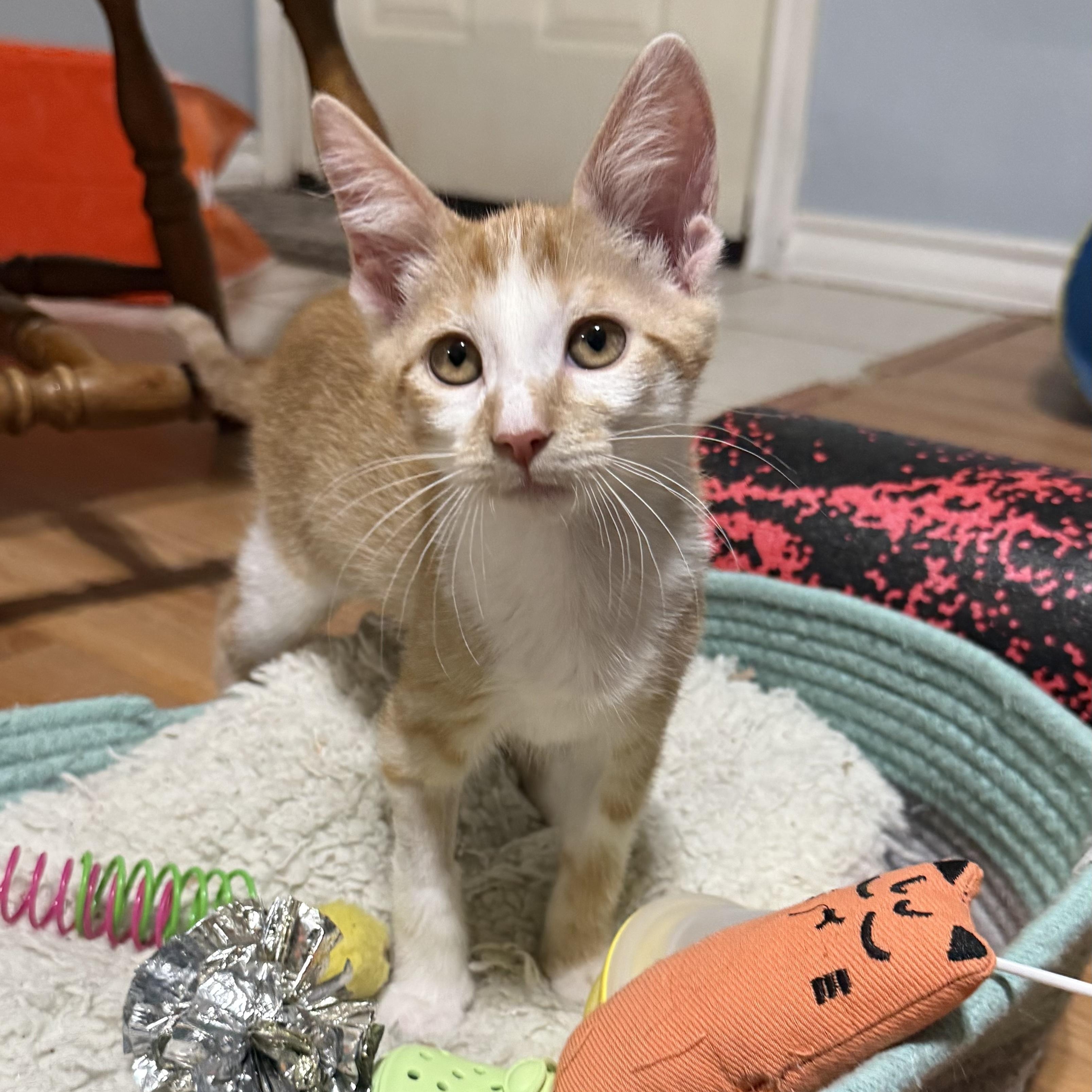 Enlarge Colonel Sanders, a Adoptable Domestic Short Hair in Bryan, TX image 4/6